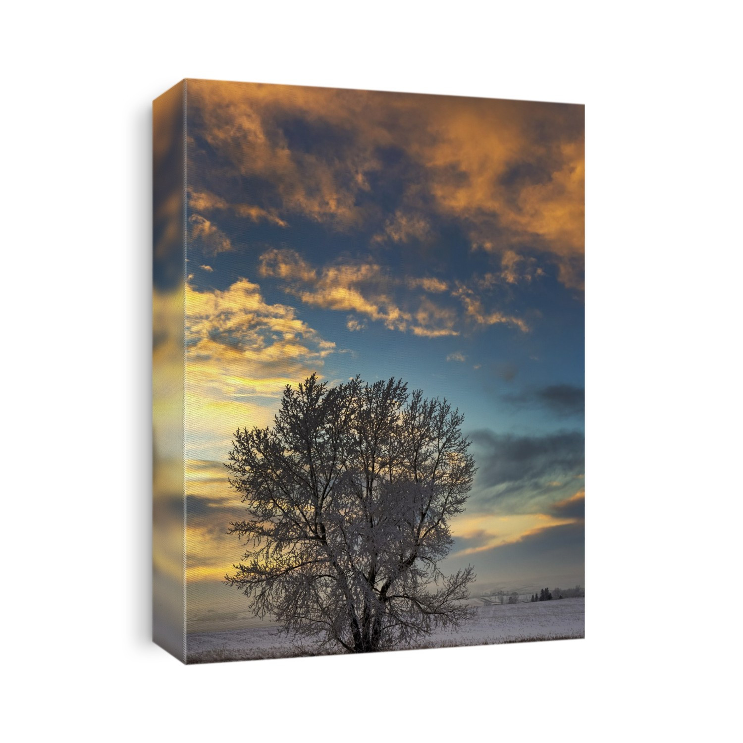 Frosted tree in snow-covered field at sunset with colourful clouds and blue sky; Alberta, Canada
