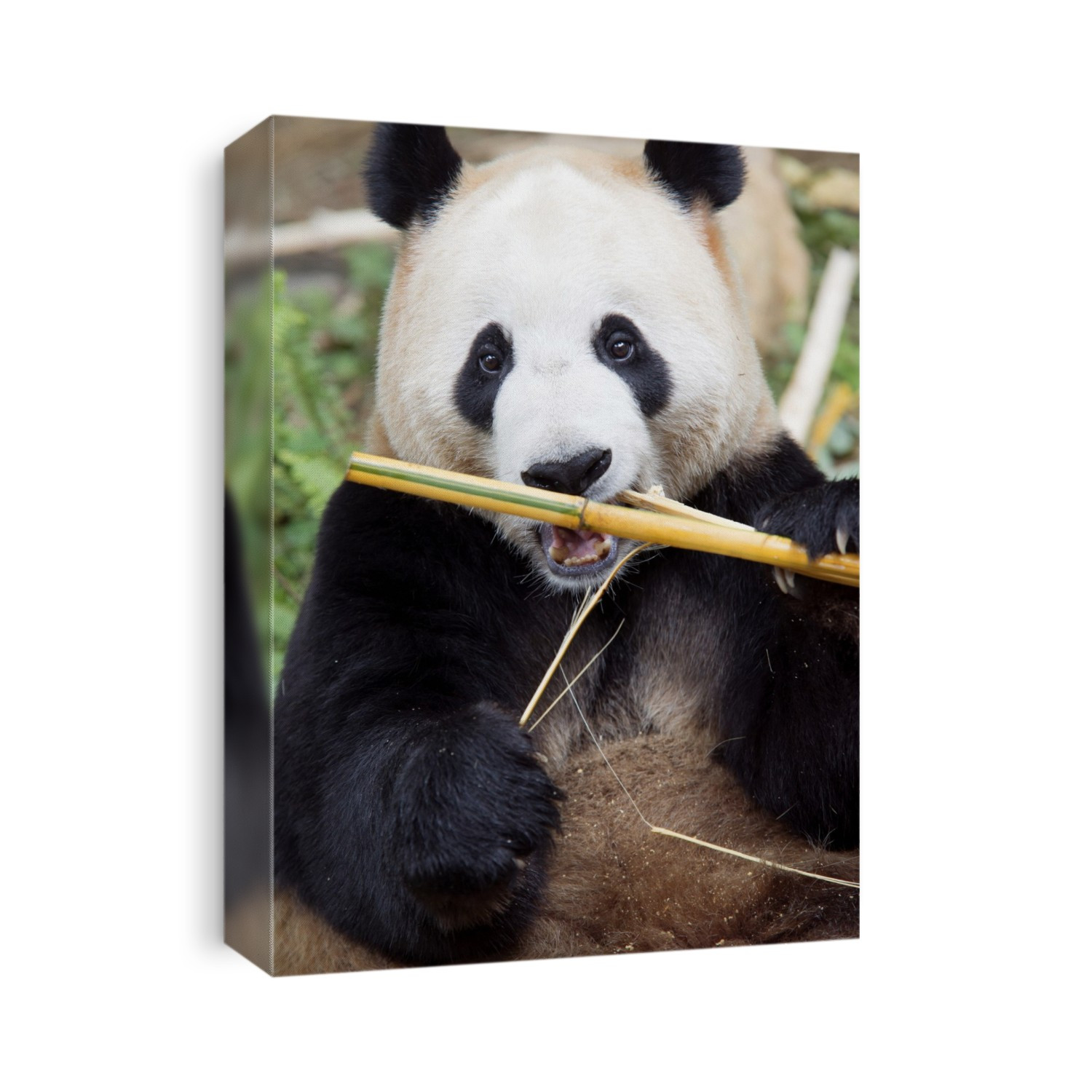 Giant panda eating bamboo. Giant pandas (Ailuropoda melanoleuca) are native to central-western and south western China, but are now found only in a few mountain ranges of central China. Photographed in China.