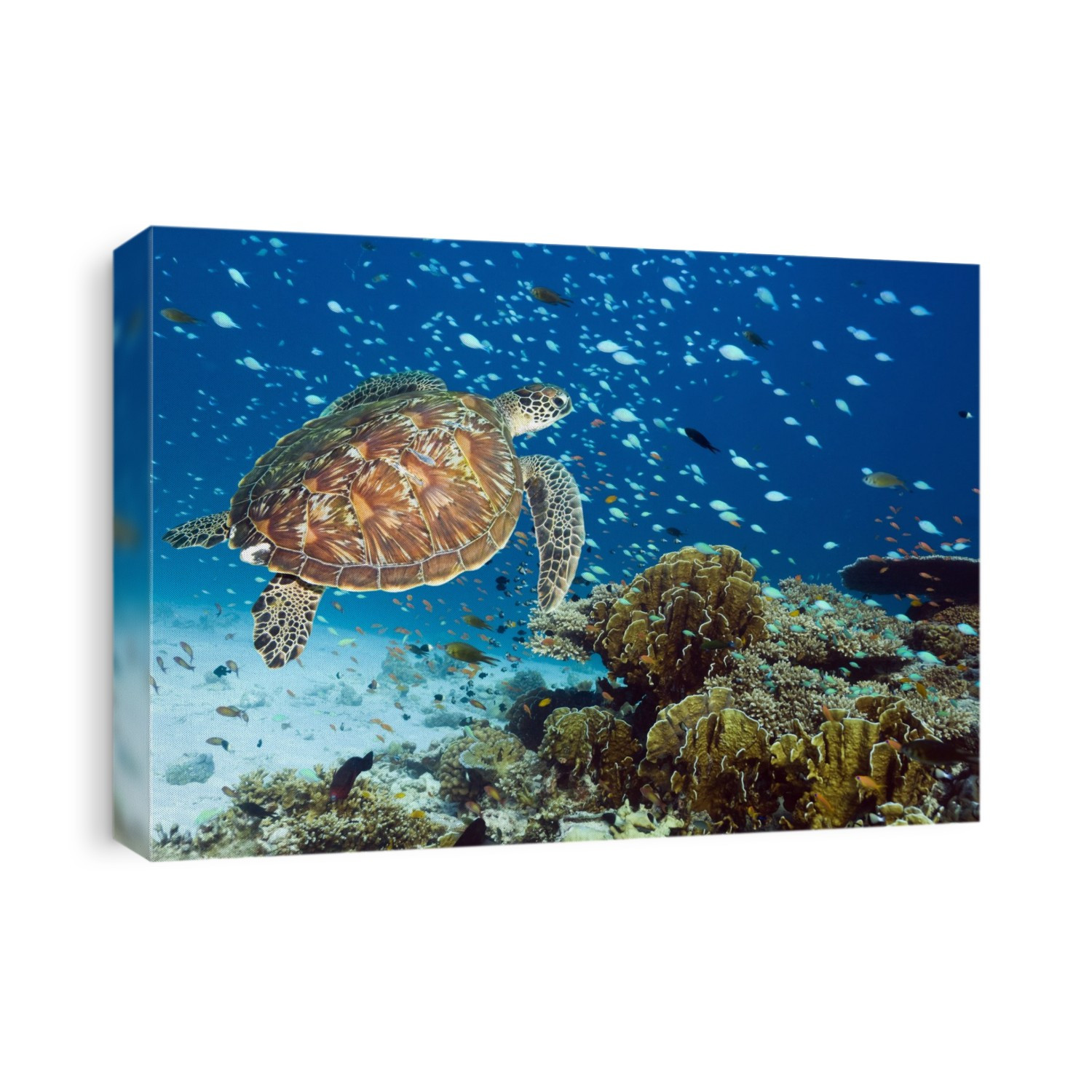 Green turtle (Chelonia mydas) swimming with reef fish over a coral reef. Green sea turtles are found in warm tropical waters. They are herbivorous, eating algae and sea grasses, and can grow up to 1.5 metres in length. Photographed in the Andaman Sea off the coast of Thailand.