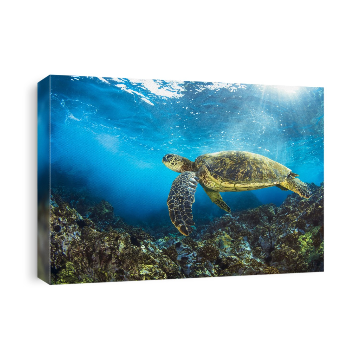 Hawaiian Green Sea Turtle (Chelonia mydas) named 'Honu'; Makena, Maui, Hawaii, United States of America