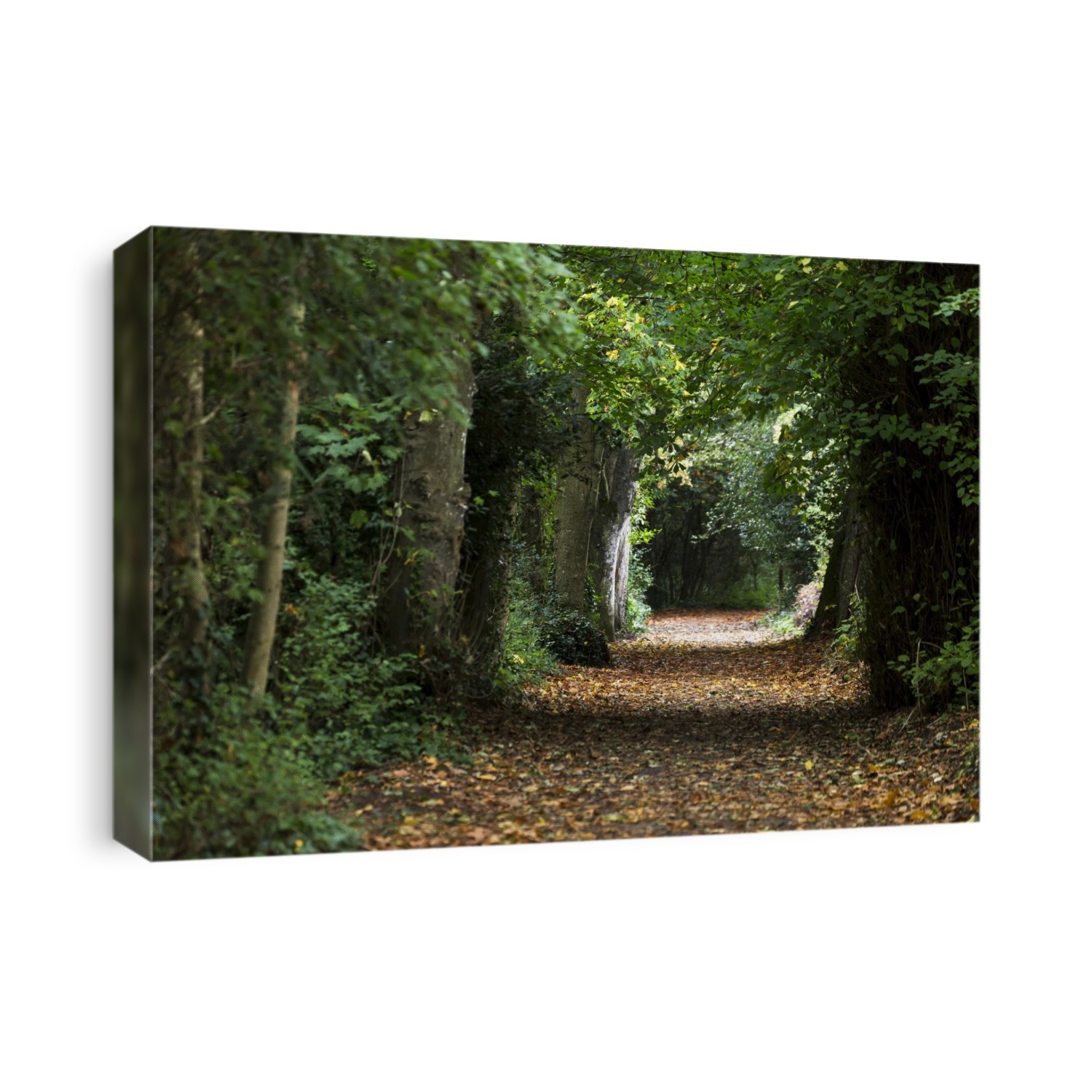 Leaf Covered Pathway In Dense Forest With Sunlight In The Distance; Cahir, County Tipperary, Ireland