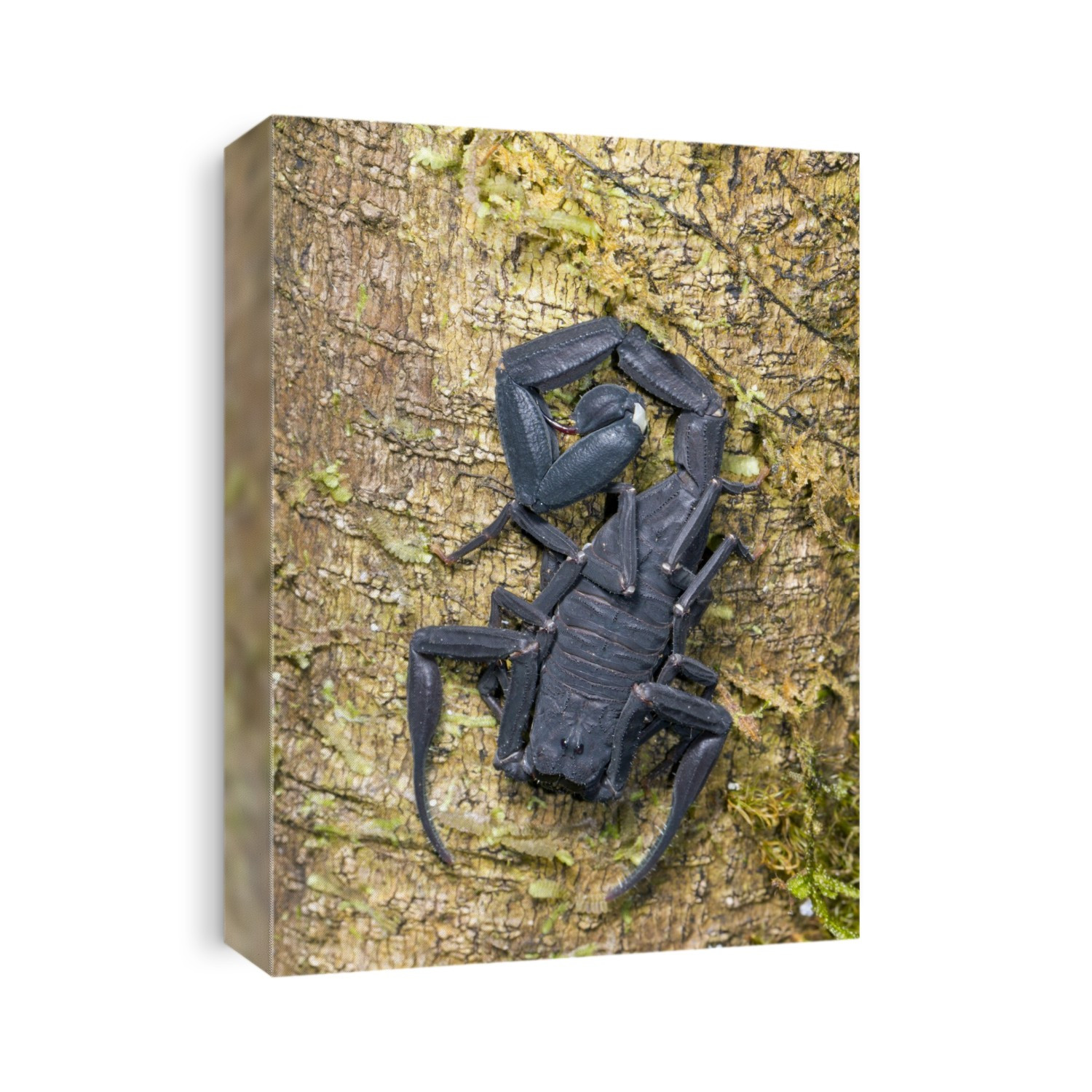 Ecuadorian Black scorpion Tityus asthenes on a tree trunk. Scorpions (Order Scorpiones) are arachnids, having eight legs and a body divided into two segments. They have powerful pincers (chelae) for killing prey, and a sting on the end of their whip-like tail.
