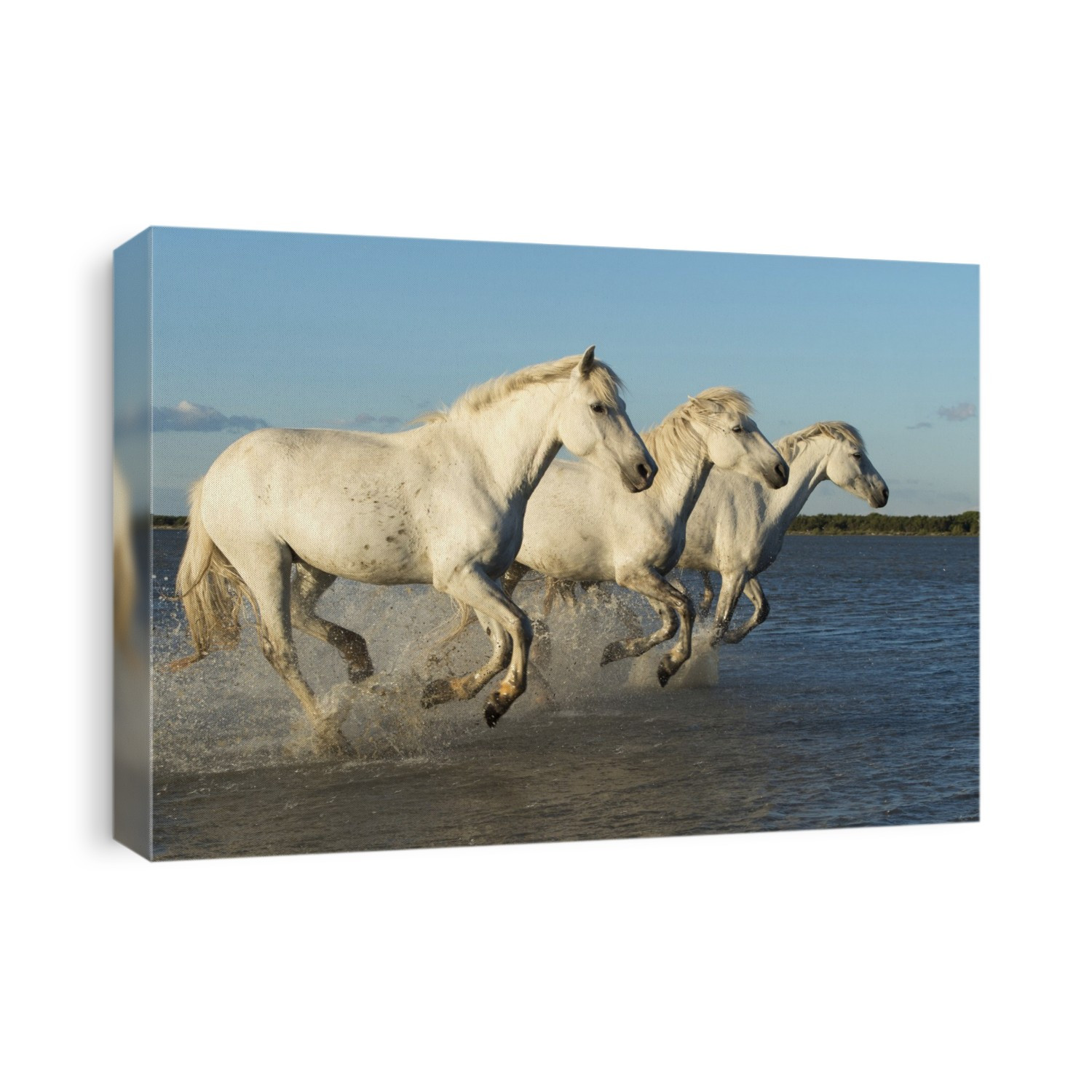 Camargue horses galloping in the sea on a beach. This horse is a local breed of the horse (Equus ferus caballus). The Camargue horse, which may date back to Paleolithic times, has legs and hooves adapted to life in salt marshes. It is the traditional mount of the Camargue cowboys who herd the bulls used in bullfighting in southern France. Photographed in the Camargue, a wetland and salt marsh region in southern France.