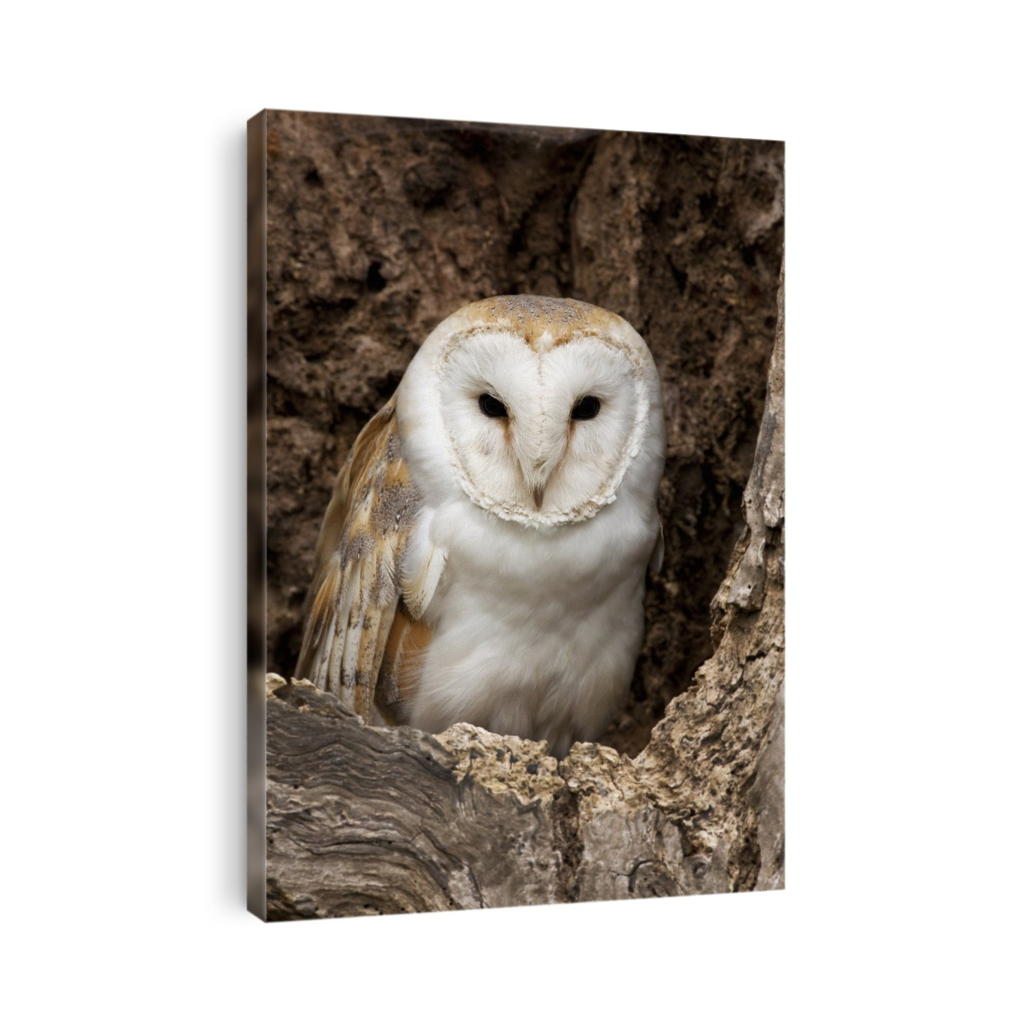 Barn Owl (Tyto alba) roosting in a dead tree in North Yorkshire, UK.