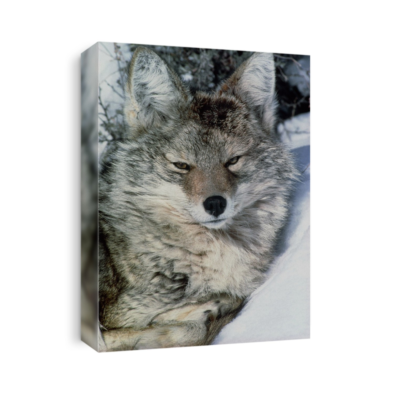 Coyote. Close-up view of a coyote (Canis latrans) resting under a sagebrush. They are sometimes called "prairie wolves" as they have an appearance similar to that of the grey wolf. A fully grown coyote has a body length of 95-125 cm, a shoulder height of 45-53 cm, a tail about 40 cm long and a body weight of 15 to 20 kg. Coyotes prey on small rodents, rabbits and dead and rotting flesh. They are most active at night, when they emit their characteristic sharp barks and long howls. Coyotes range from Alaska to Central America. Photographed in the Yellowstone National Park, Wyoming, USA.