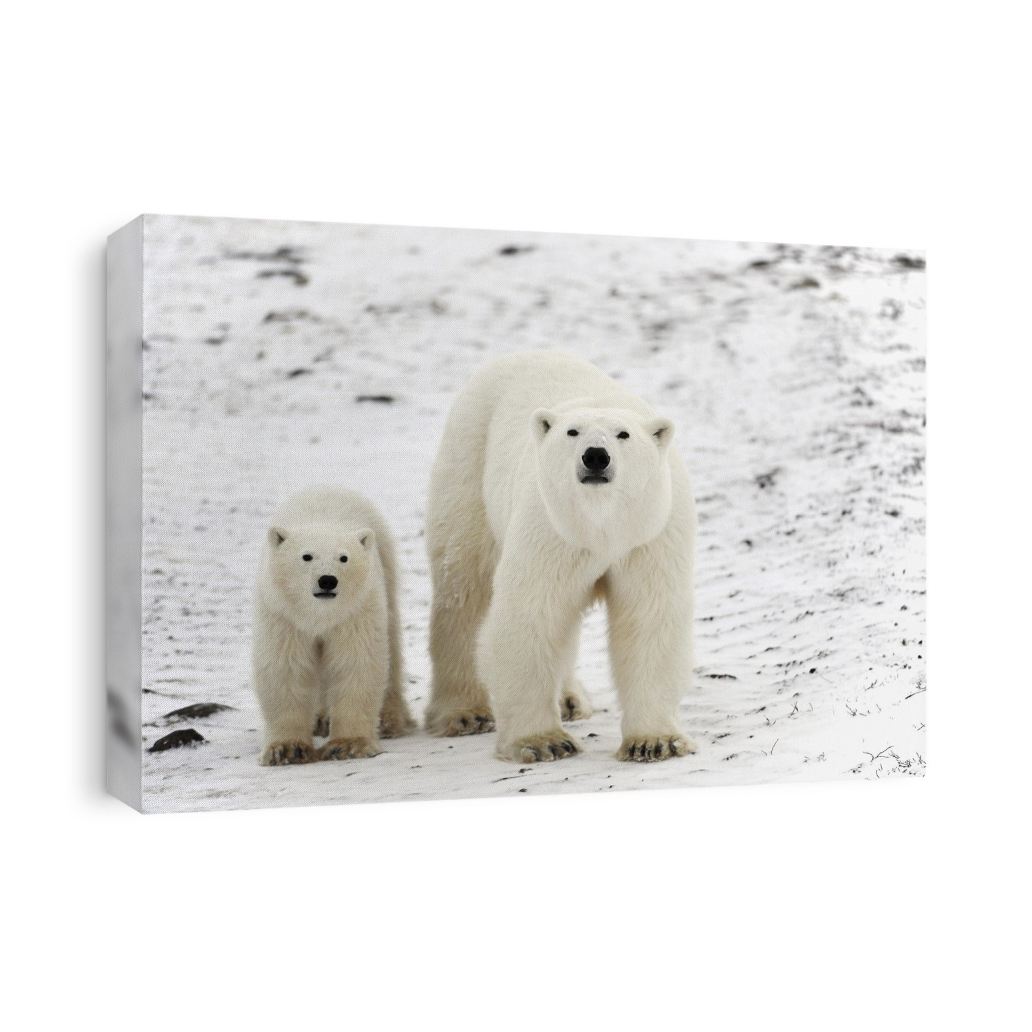 Polar bear (Ursus maritimus) mother and cub. This bear, the world's largest land predator, is found throughout the Arctic circumpolar regions, although its range is limited by the extent of the pack ice. A cub will stay with its mother for between a year and a half and two and a half years. Photographed in Canada.