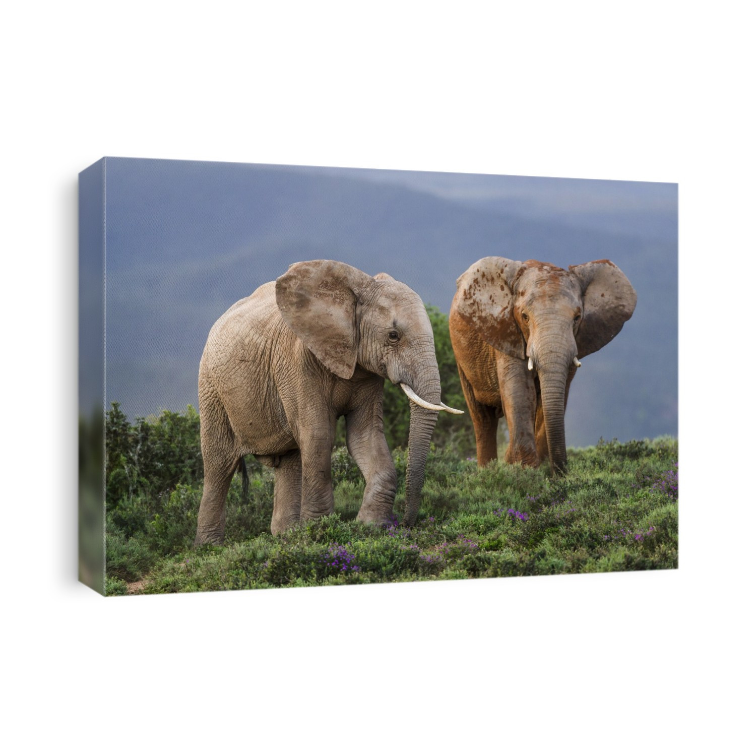 African Elephant (Loxodonta africana) bulls displaying displacement behaviour during fighting to determine dominance. Photographed in Addo Elephant National Park, Eastern Cape, South Africa.