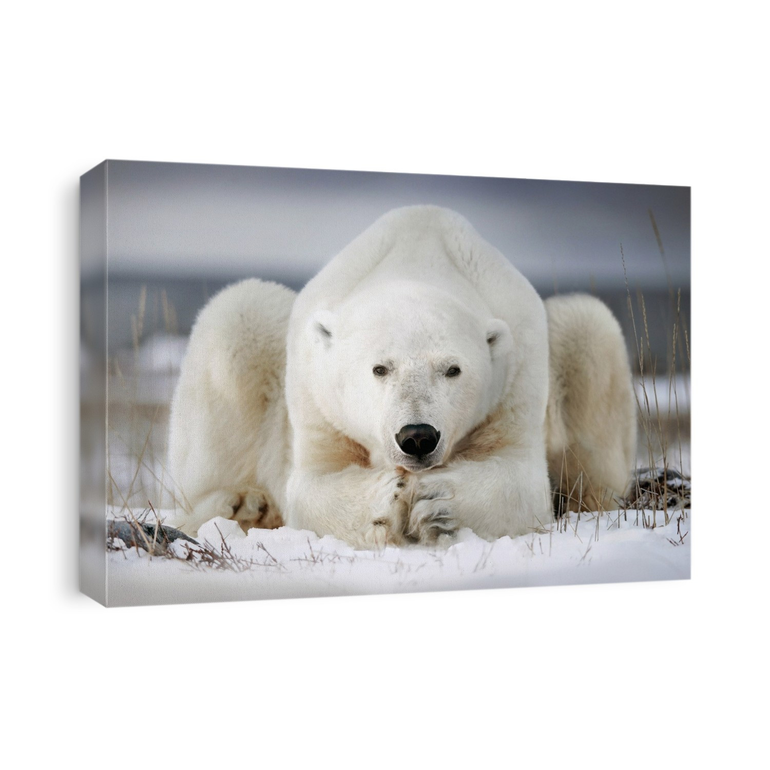 Polar bear lying on the ice. Churchill, Canada.