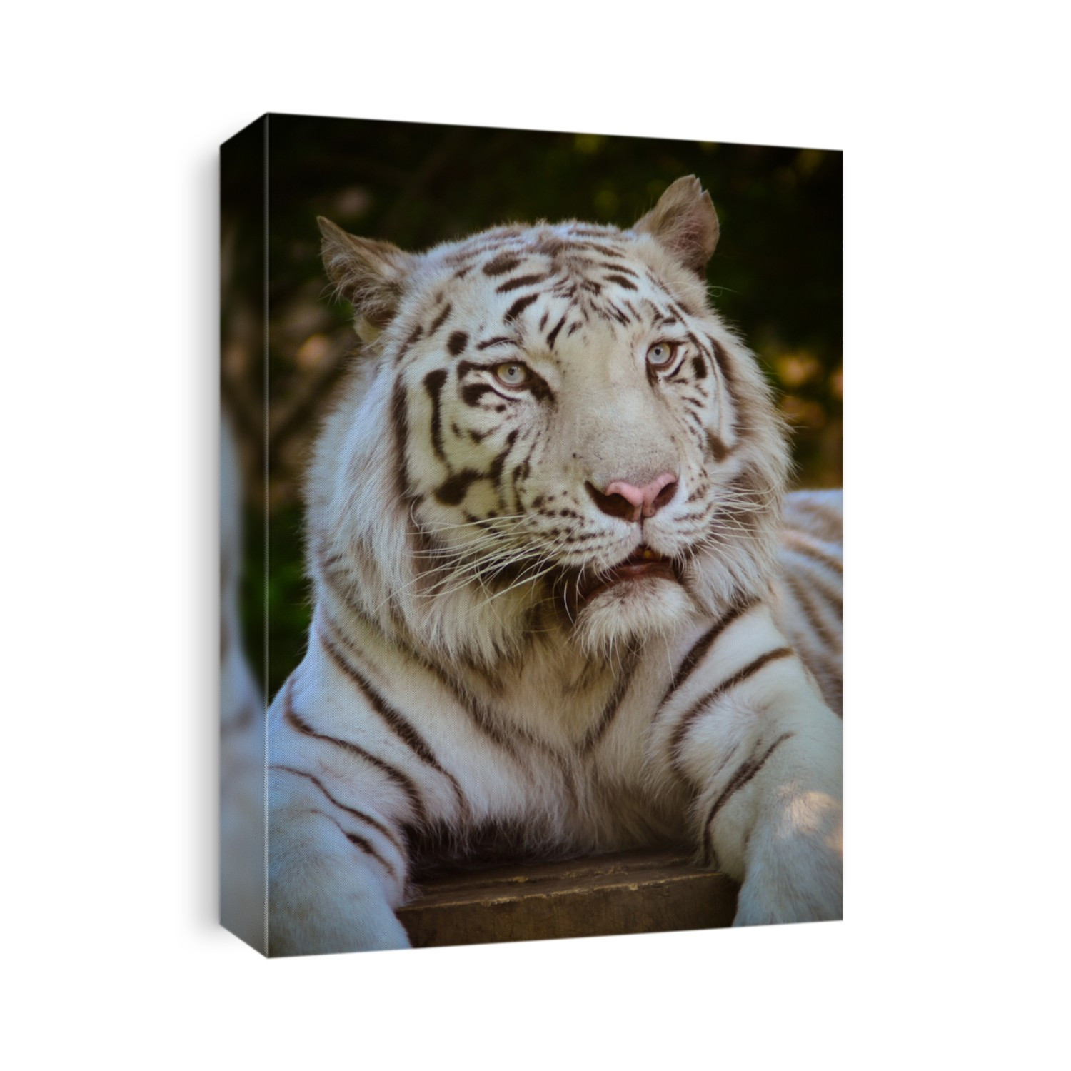 White tiger