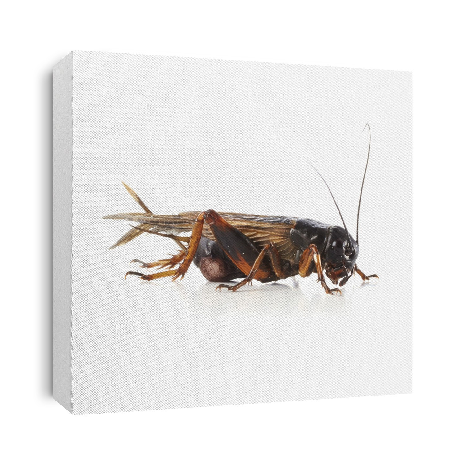 Black field cricket (family Gryllida).