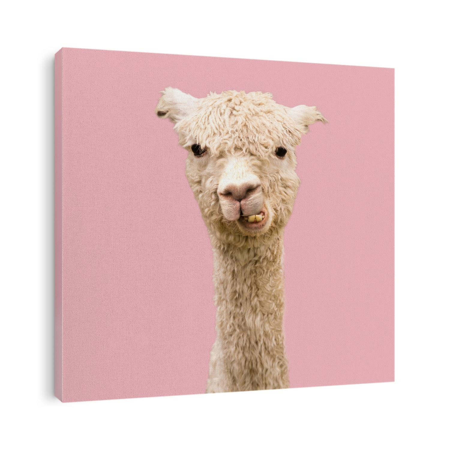 Funny alpaca on pink background