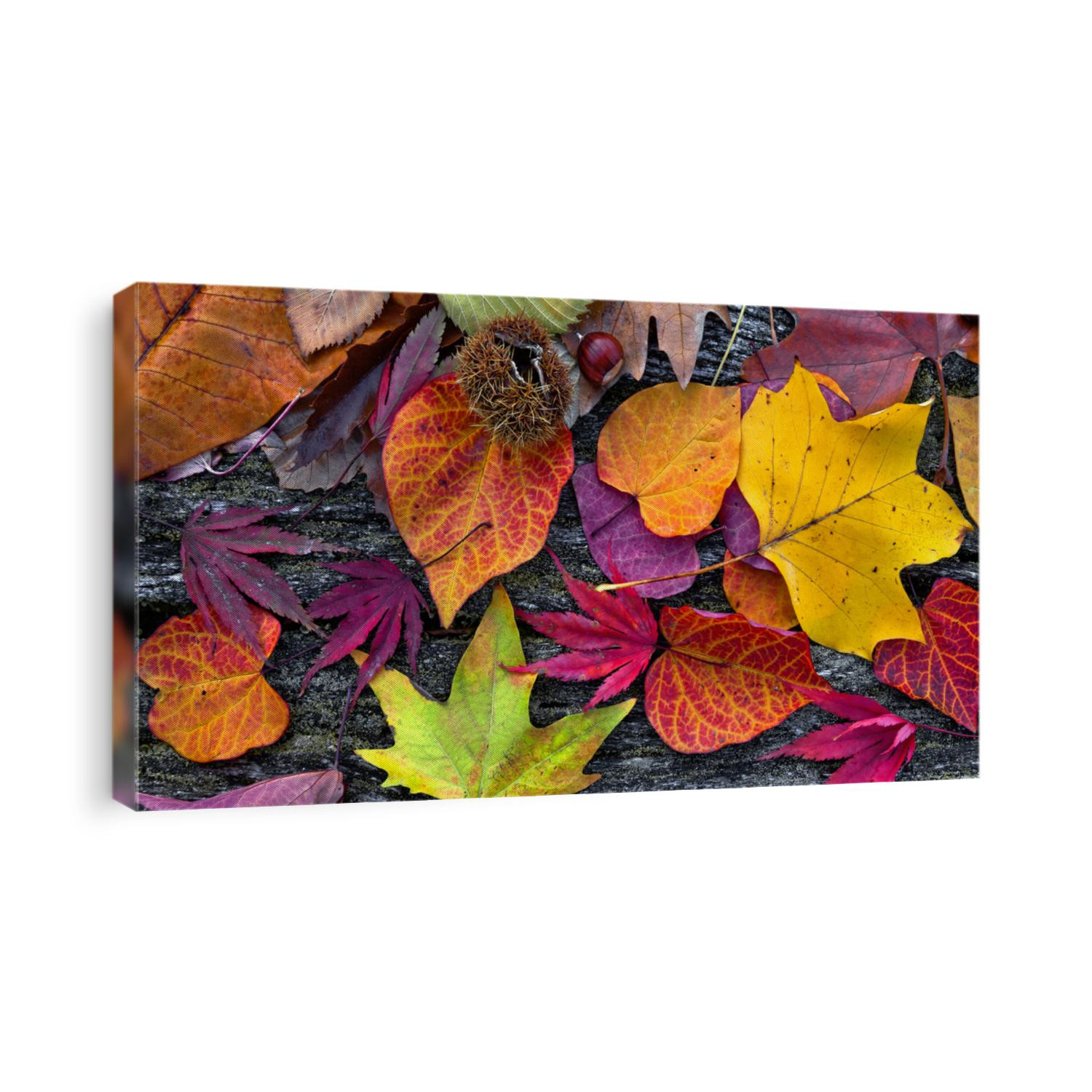 Abstract background of autumn leaves. Autumn background.