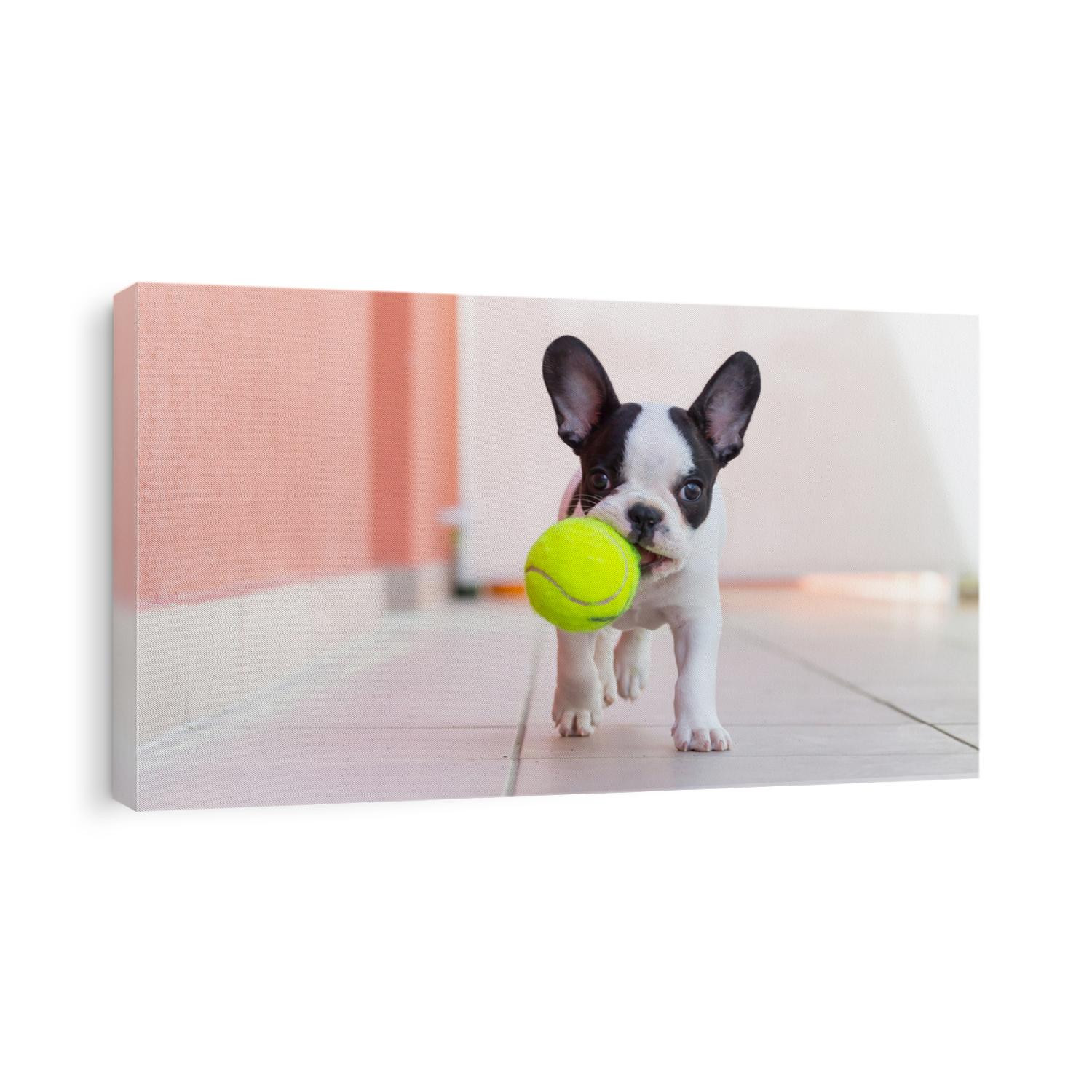 French bulldog puppy playing with his ball