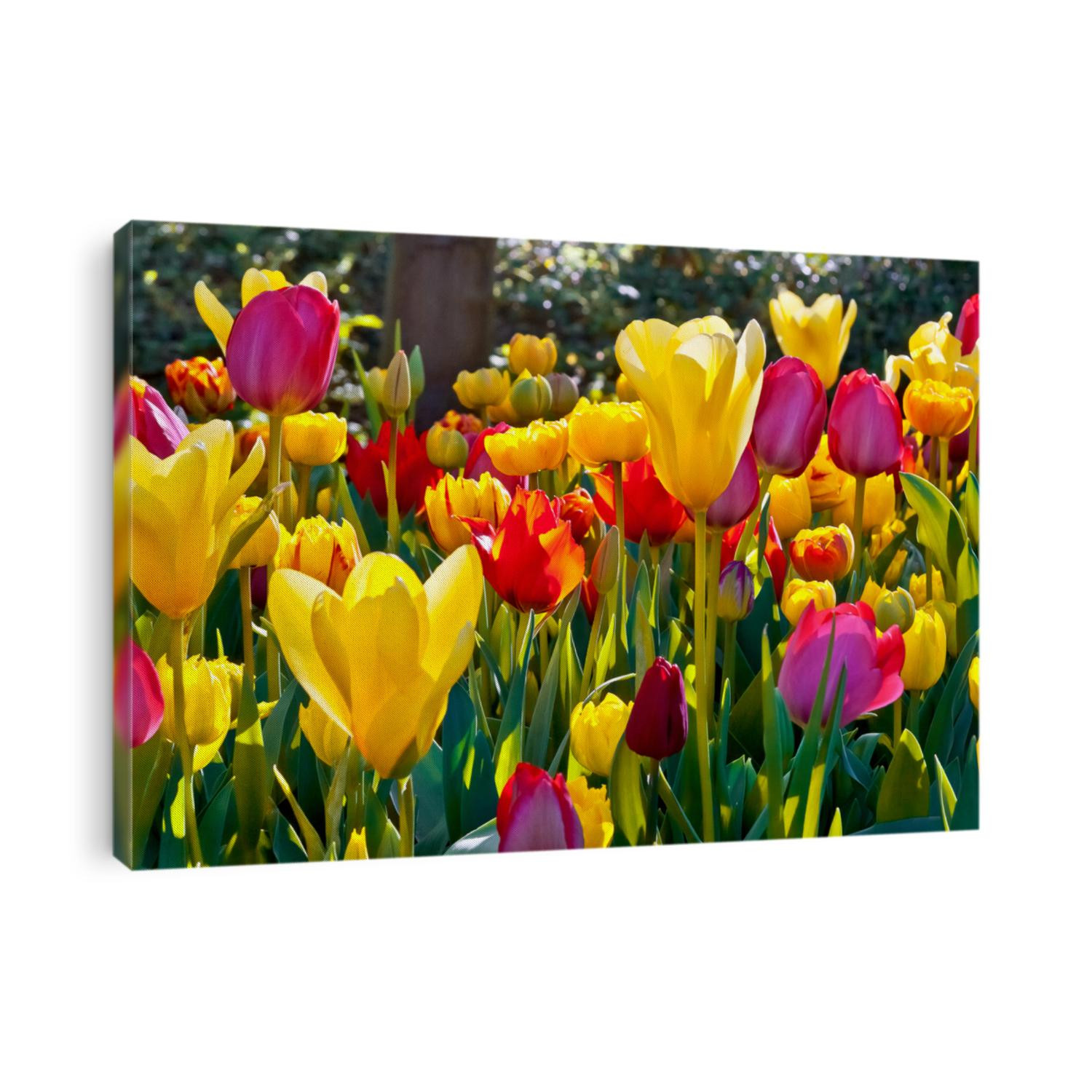 Colorful tulips in the park. Spring landscape.