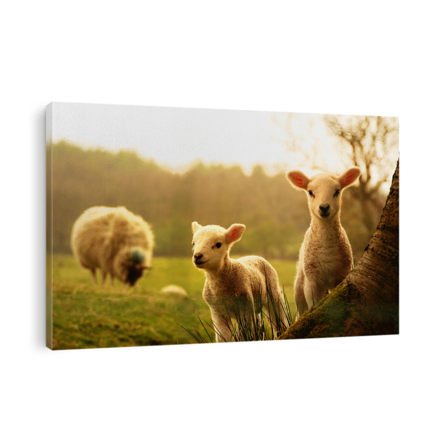 Spring Lambs