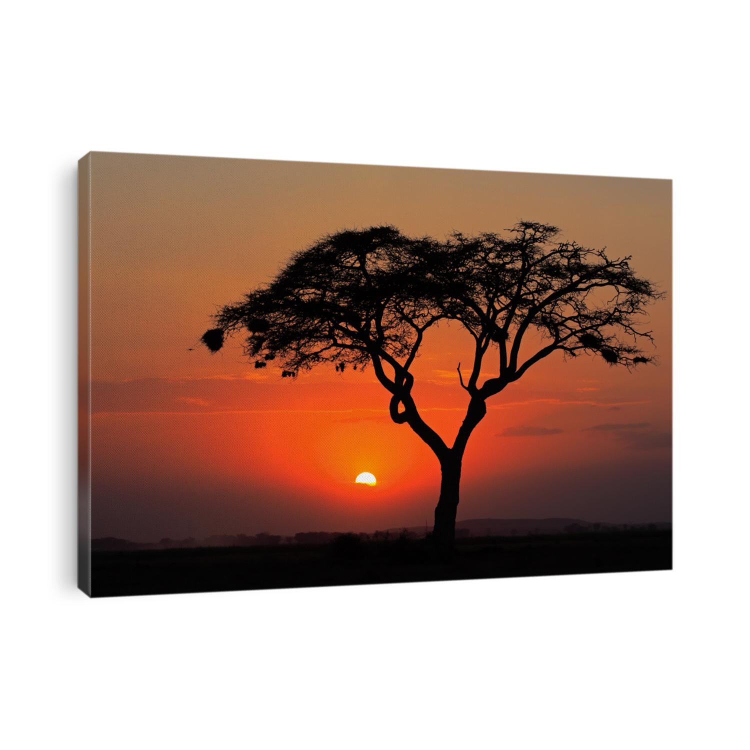 Sunset with silhouetted African Acacia tree, Amboseli National Park, Kenya