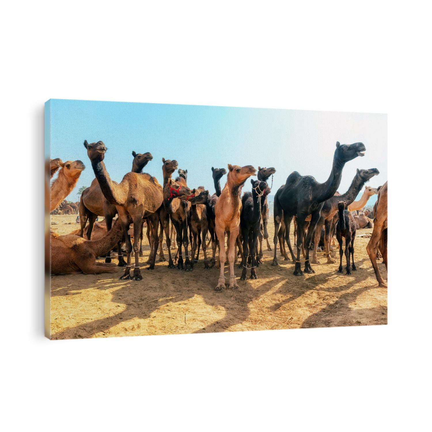 Camels