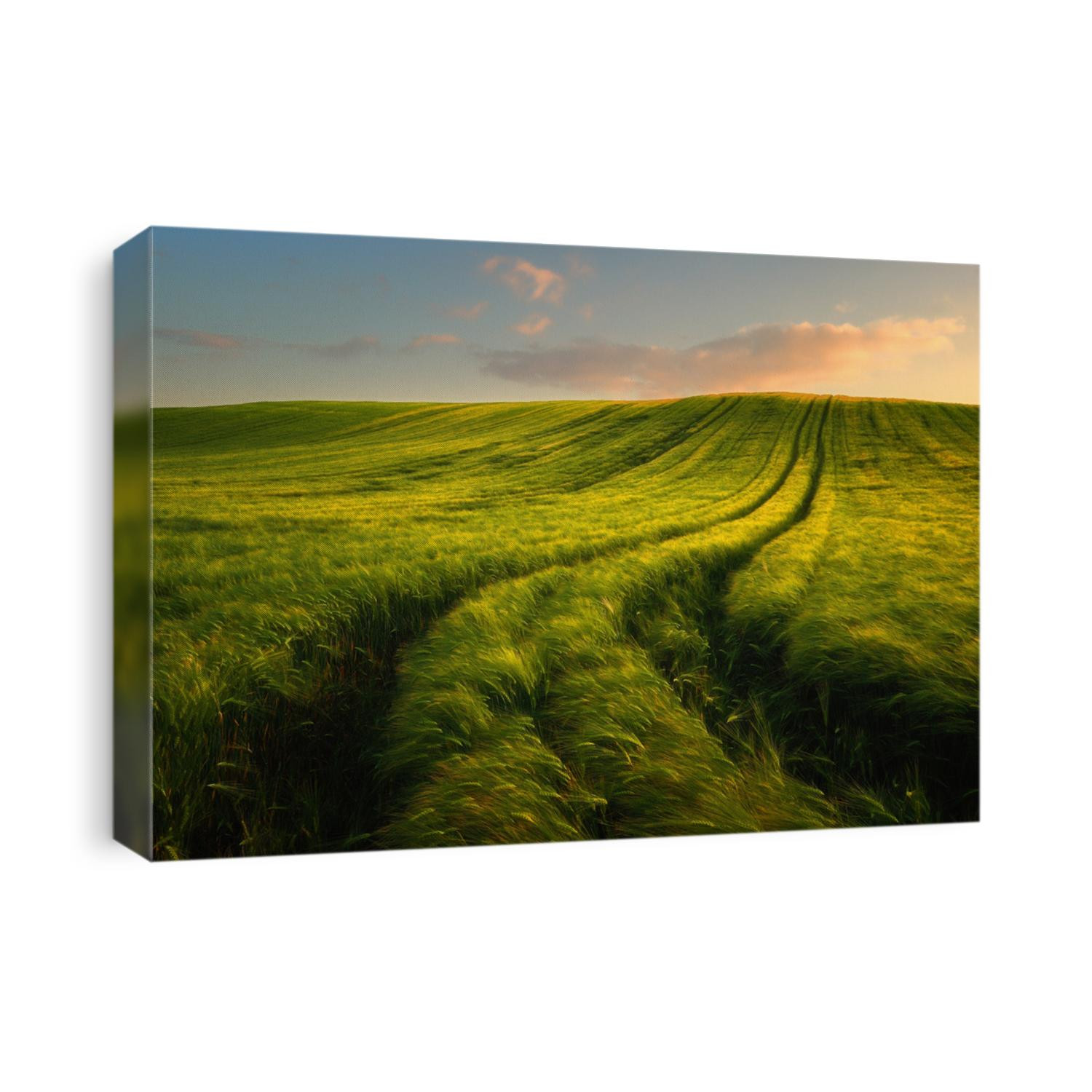 Wheat field landscape with path in the sunset time