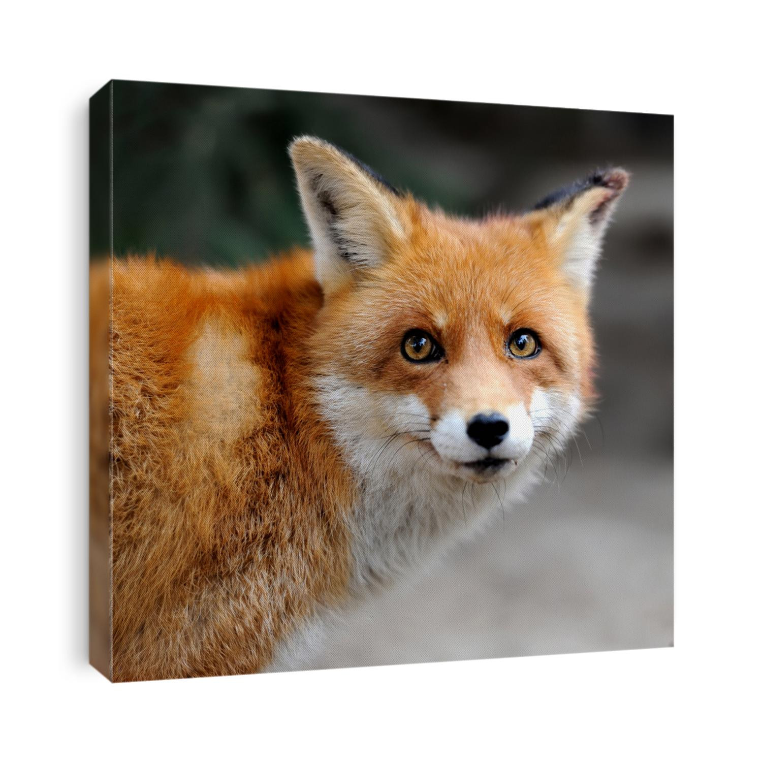 Wild red fox portrait