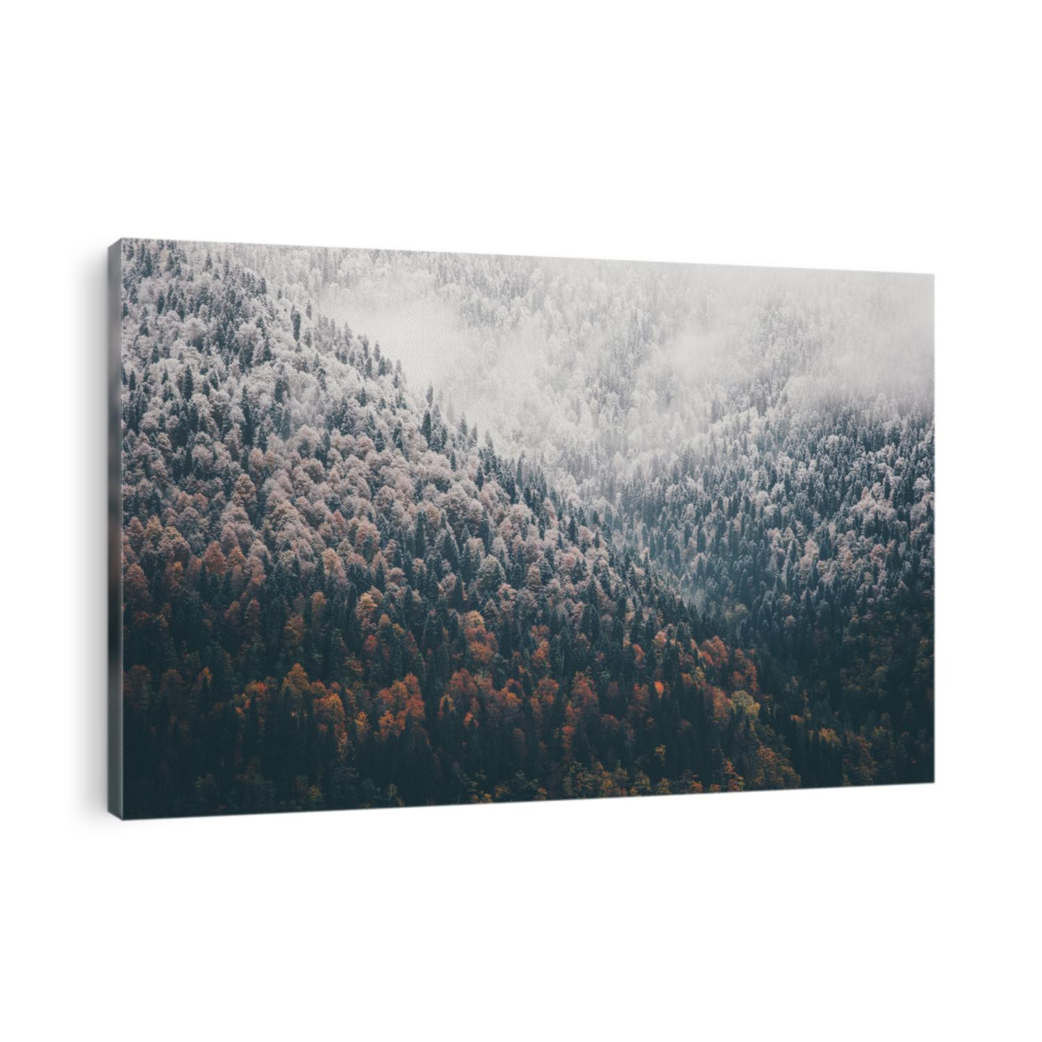 Foggy Autumn Coniferous Forest Landscape aerial view background Travel serene scenic view 