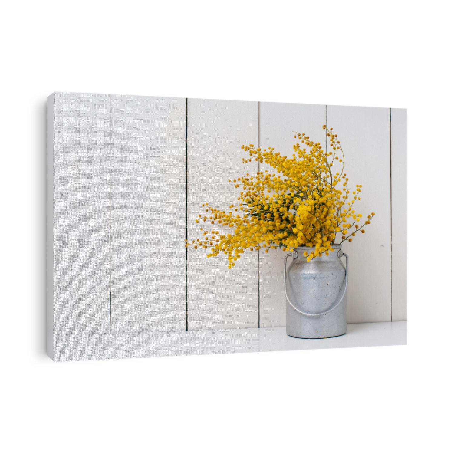 mimosa yellow spring flowers in vintage aluminum cans on white barn wall background