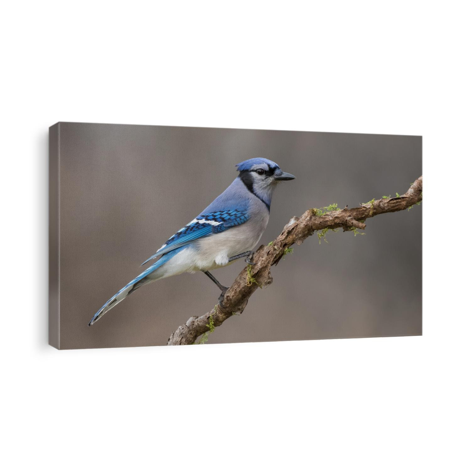 Blue Jay, Cyanocitta Cristata, perched on a mossy branch