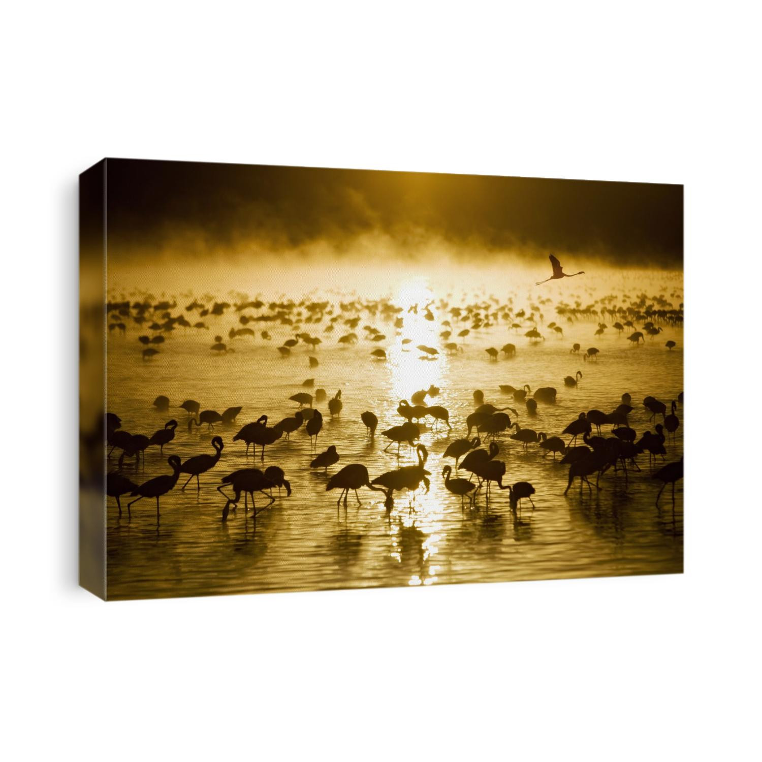 Flamingos at sunrise in Lake Nukuru, Kenya