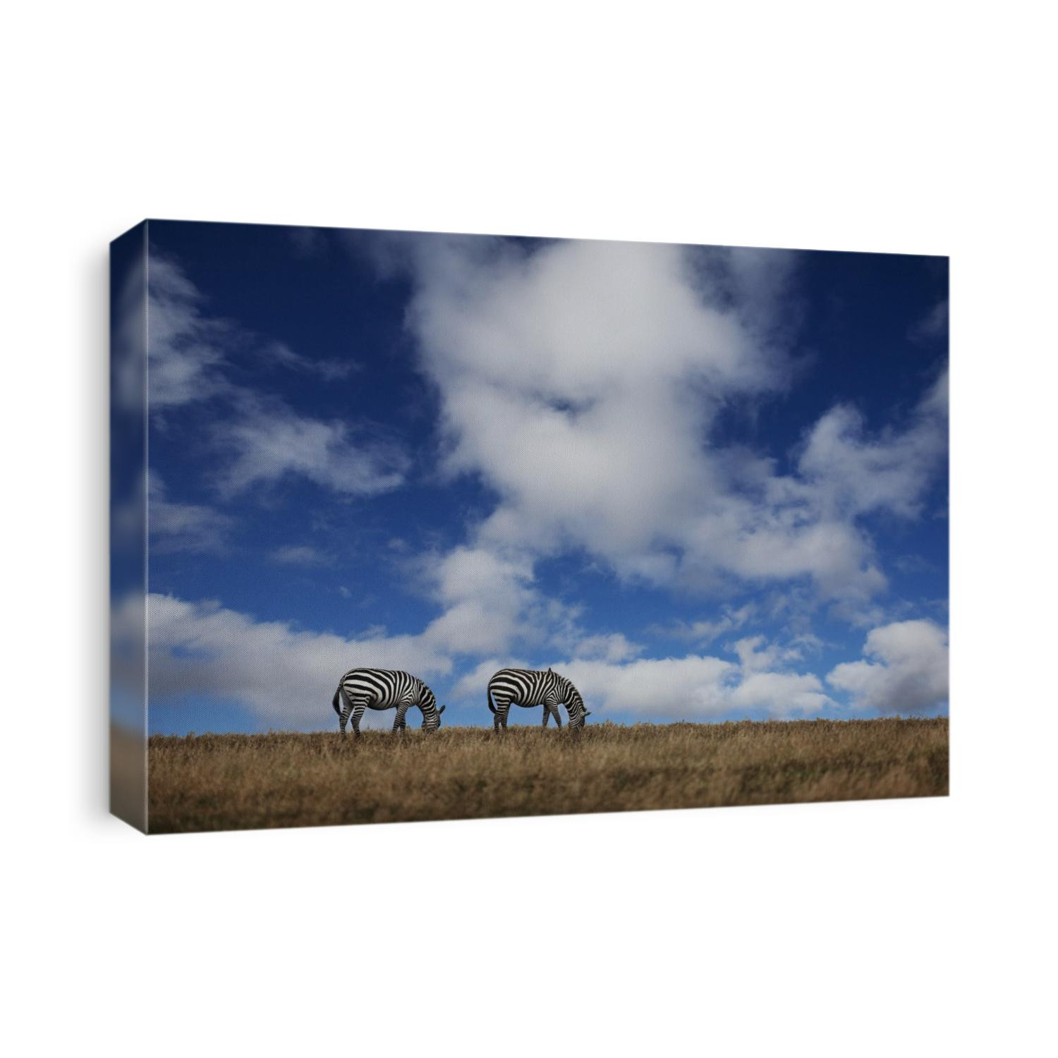 Zebras on the African plain in Kenya