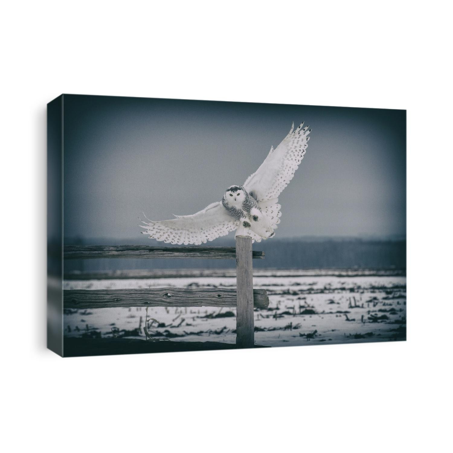 The Snowy Owls of Canada