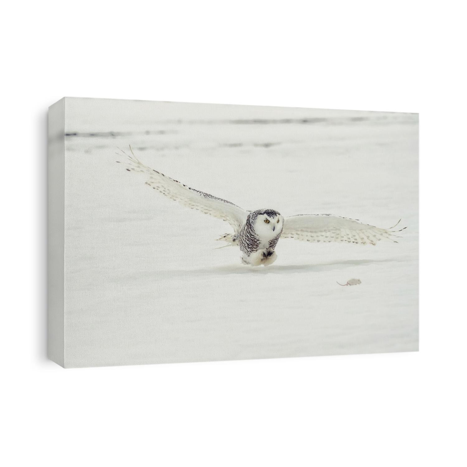 The Snowy Owls of Canada