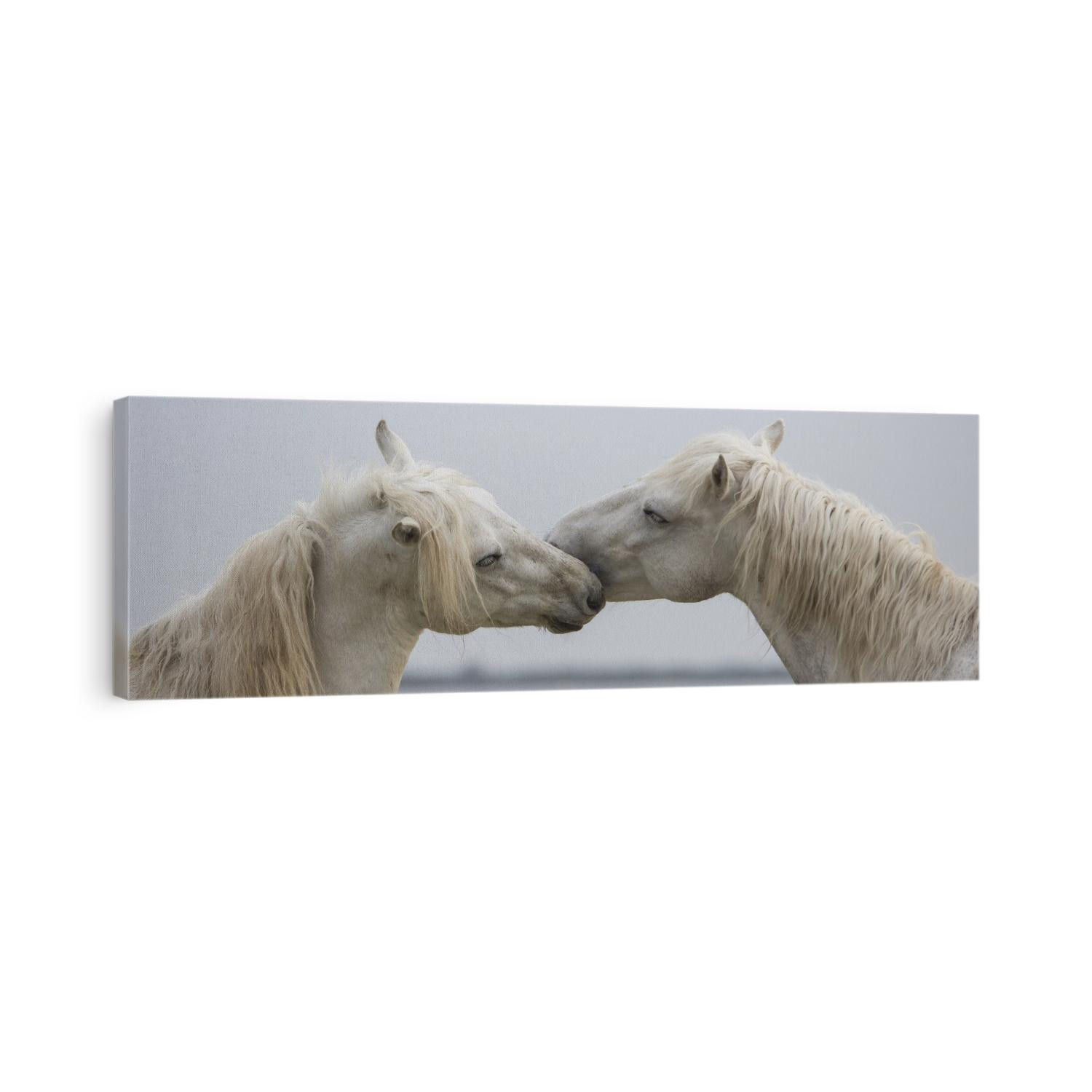 The white horses of the Camargue