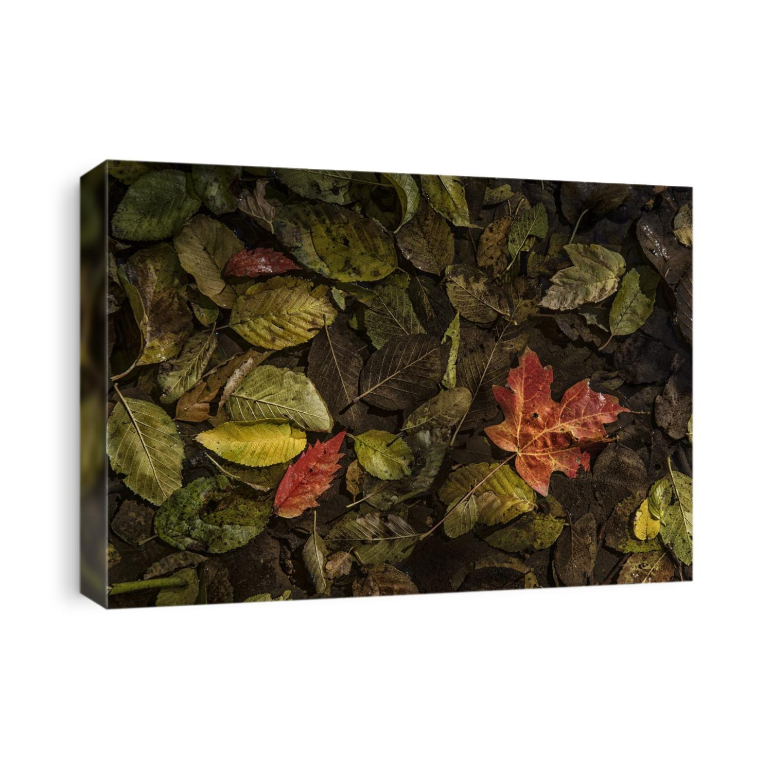 Fall color in the Oak Creek River in Sedona, Arizona