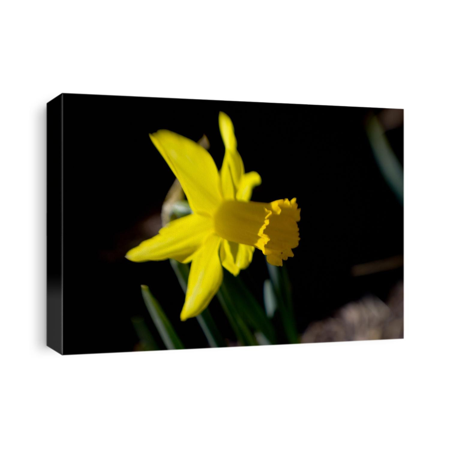Daffodil in bloom