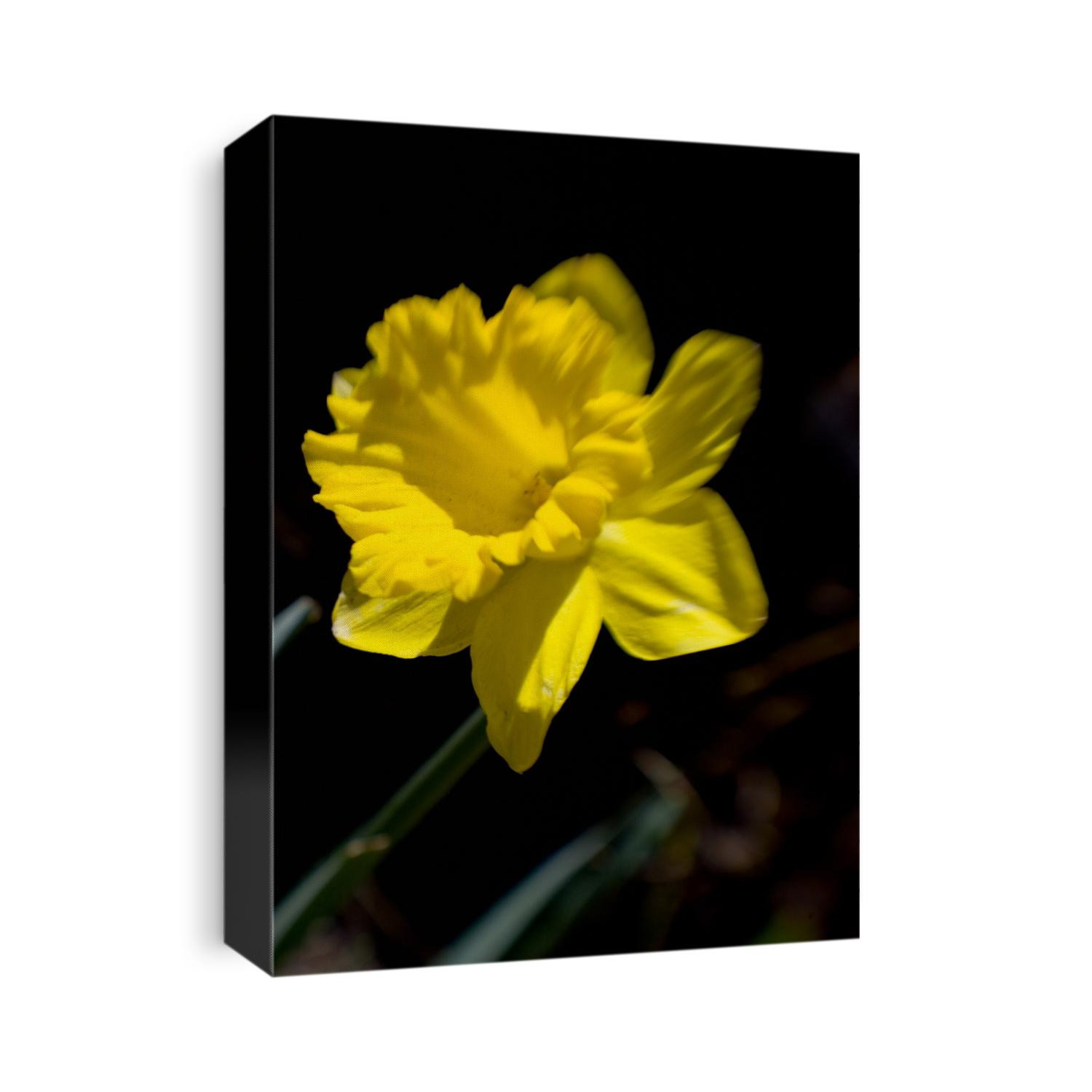 Daffodil in bloom