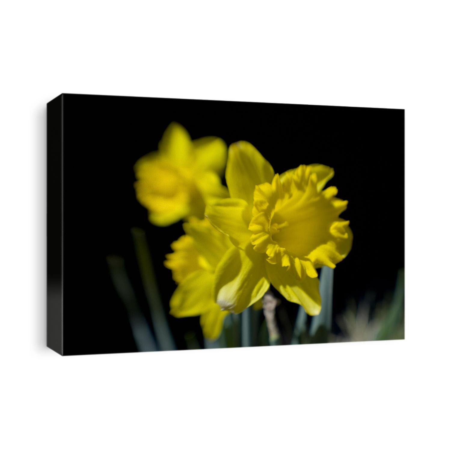 Daffodil in bloom