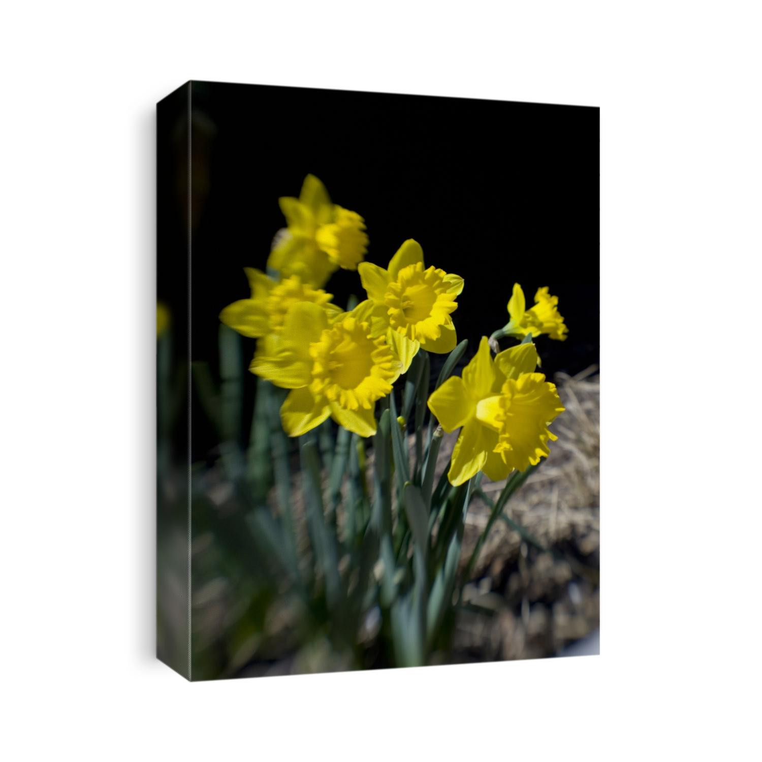 Daffodil in bloom