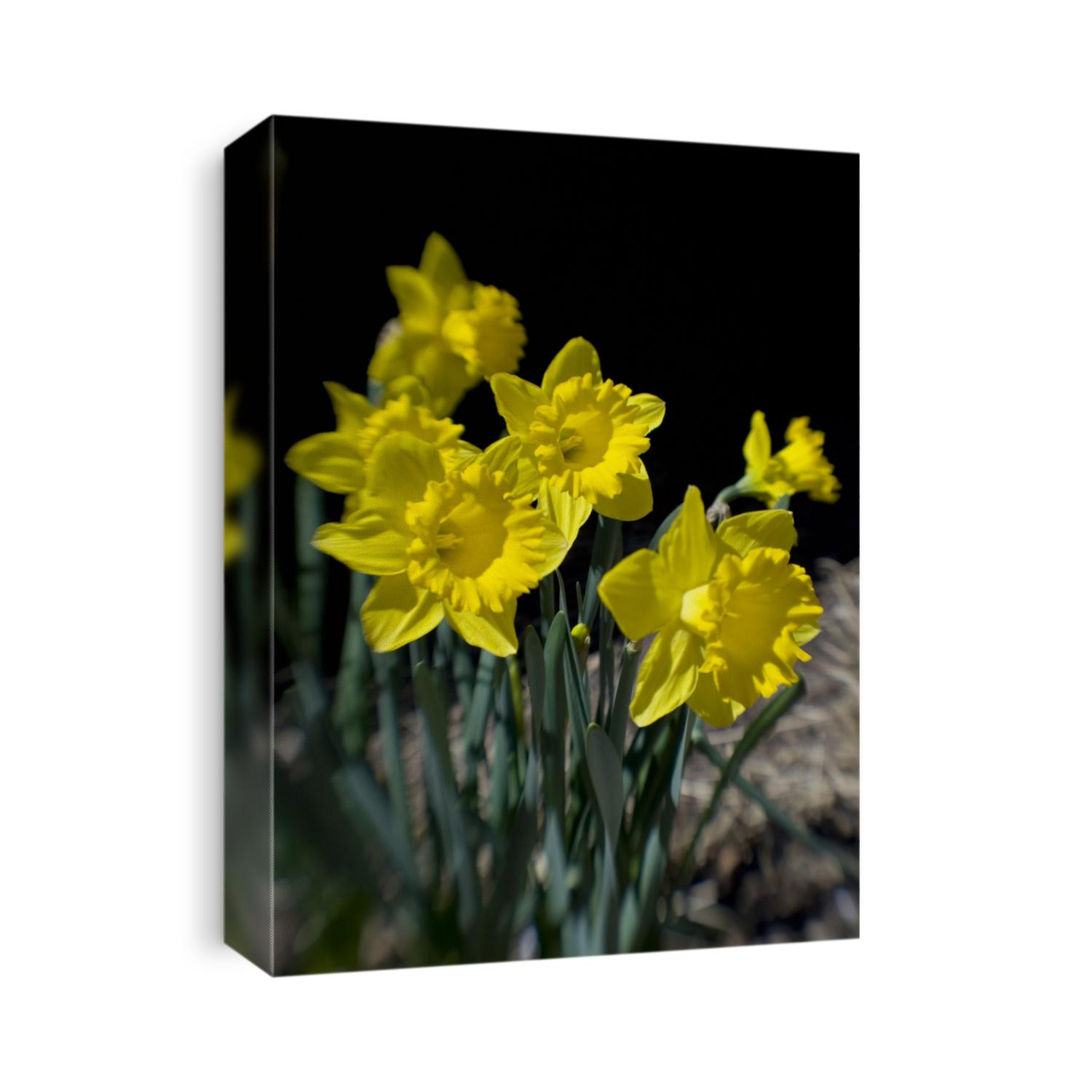 Daffodil in bloom
