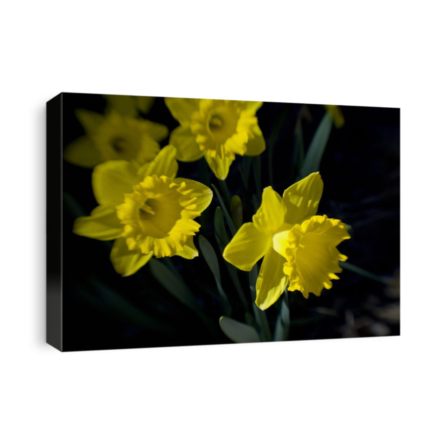 Daffodil in bloom