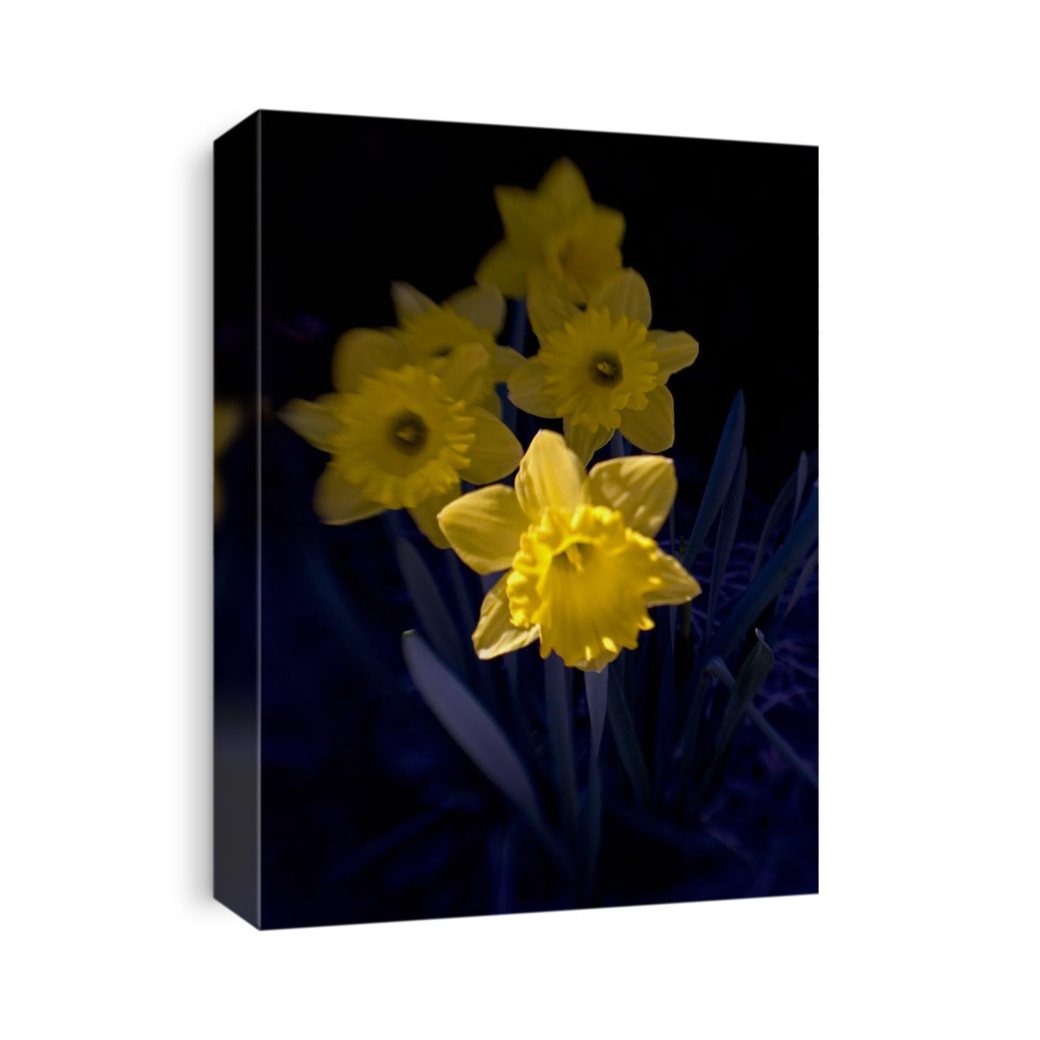 Daffodil in bloom