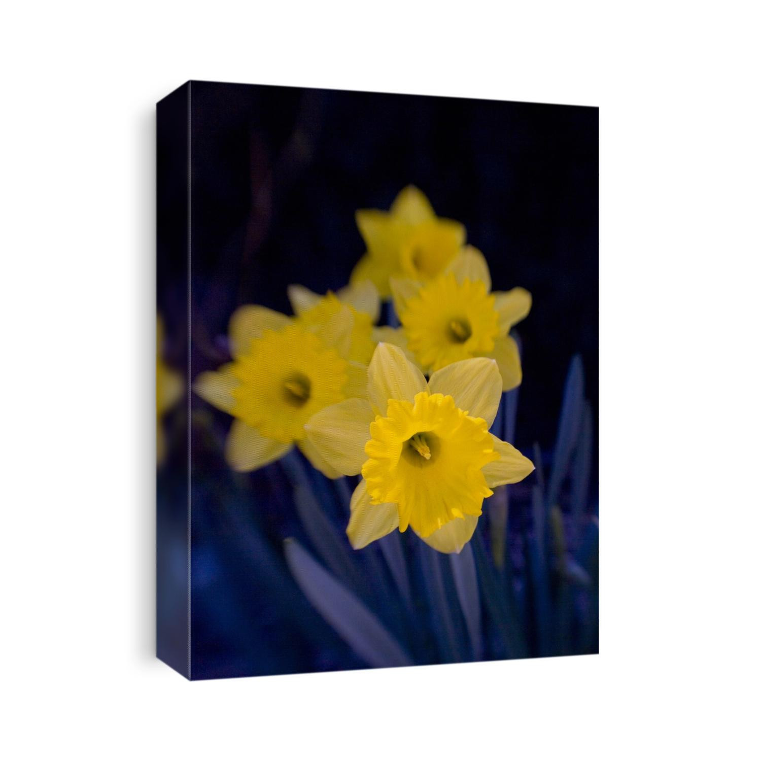 Daffodil in bloom