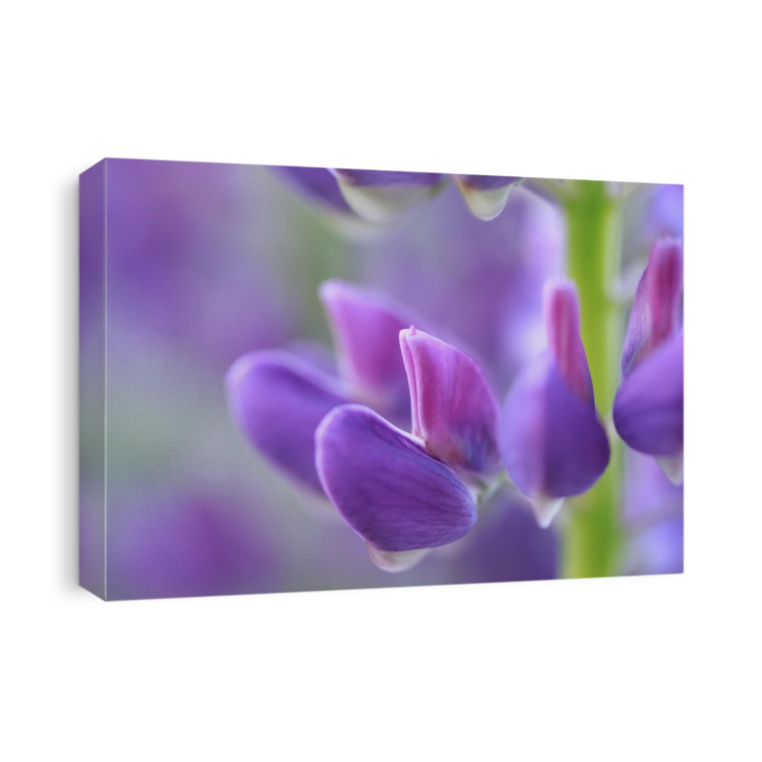 Close up of a lupine