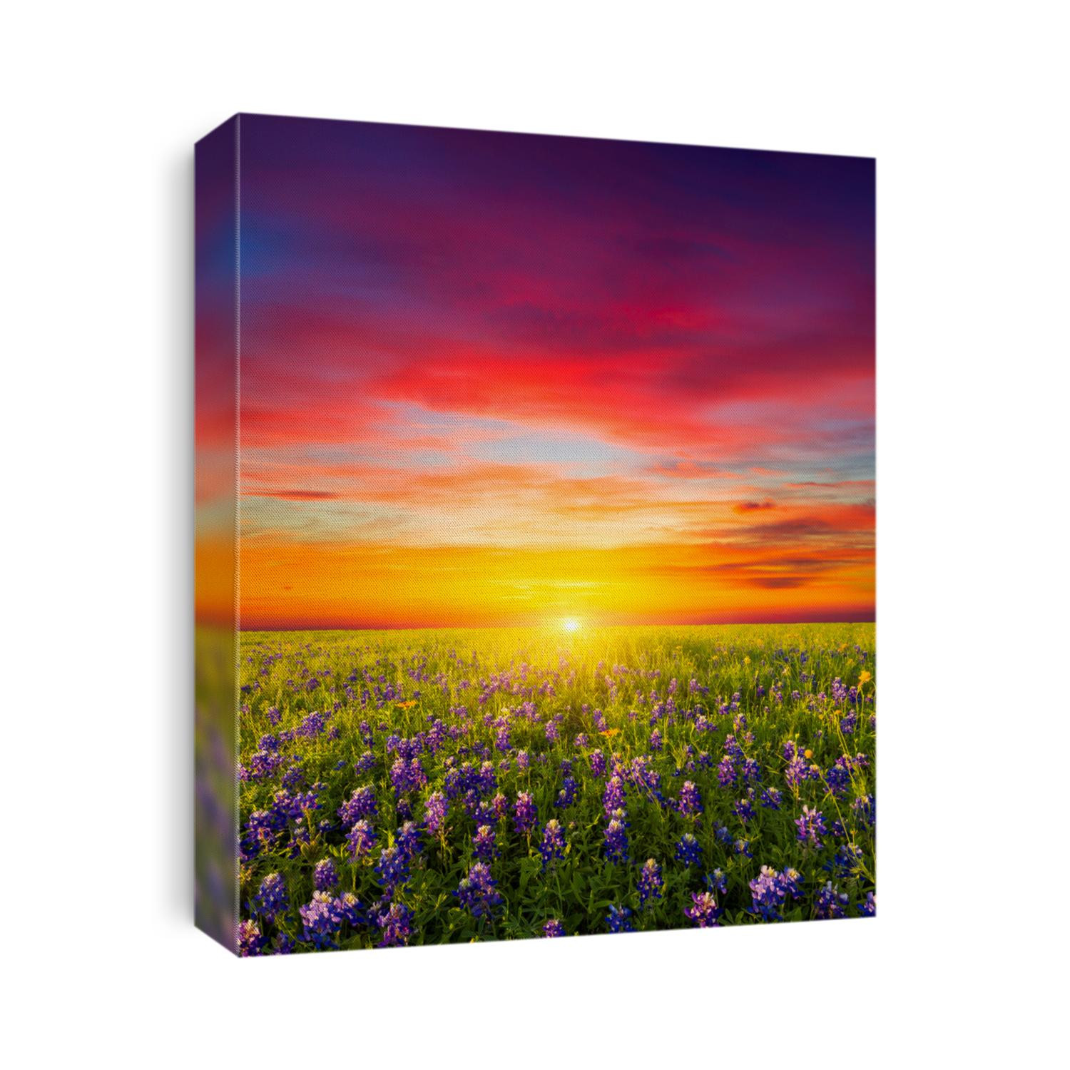 Rural Texas bluebonnets and sunflowers at sunrise