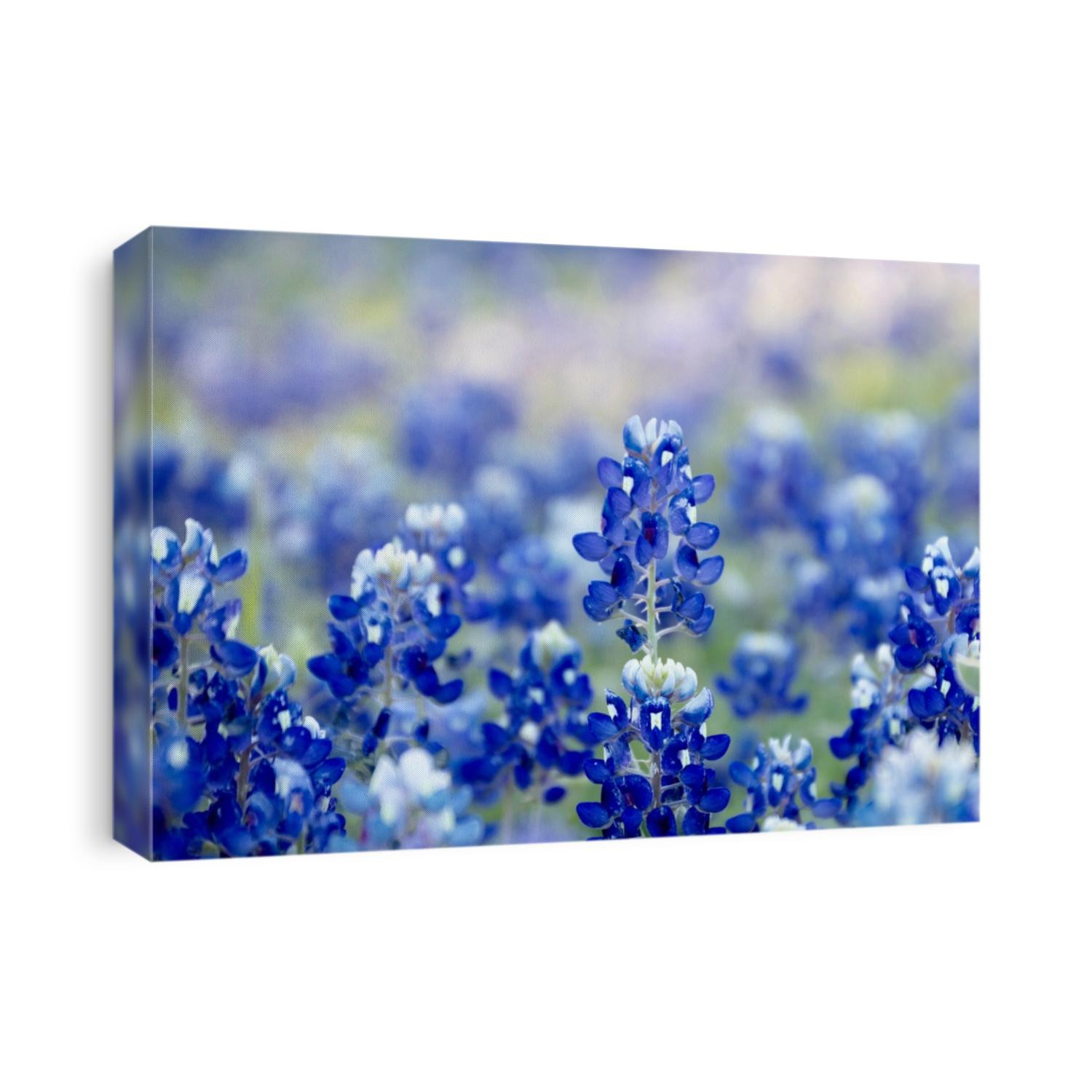 Bluebonnets