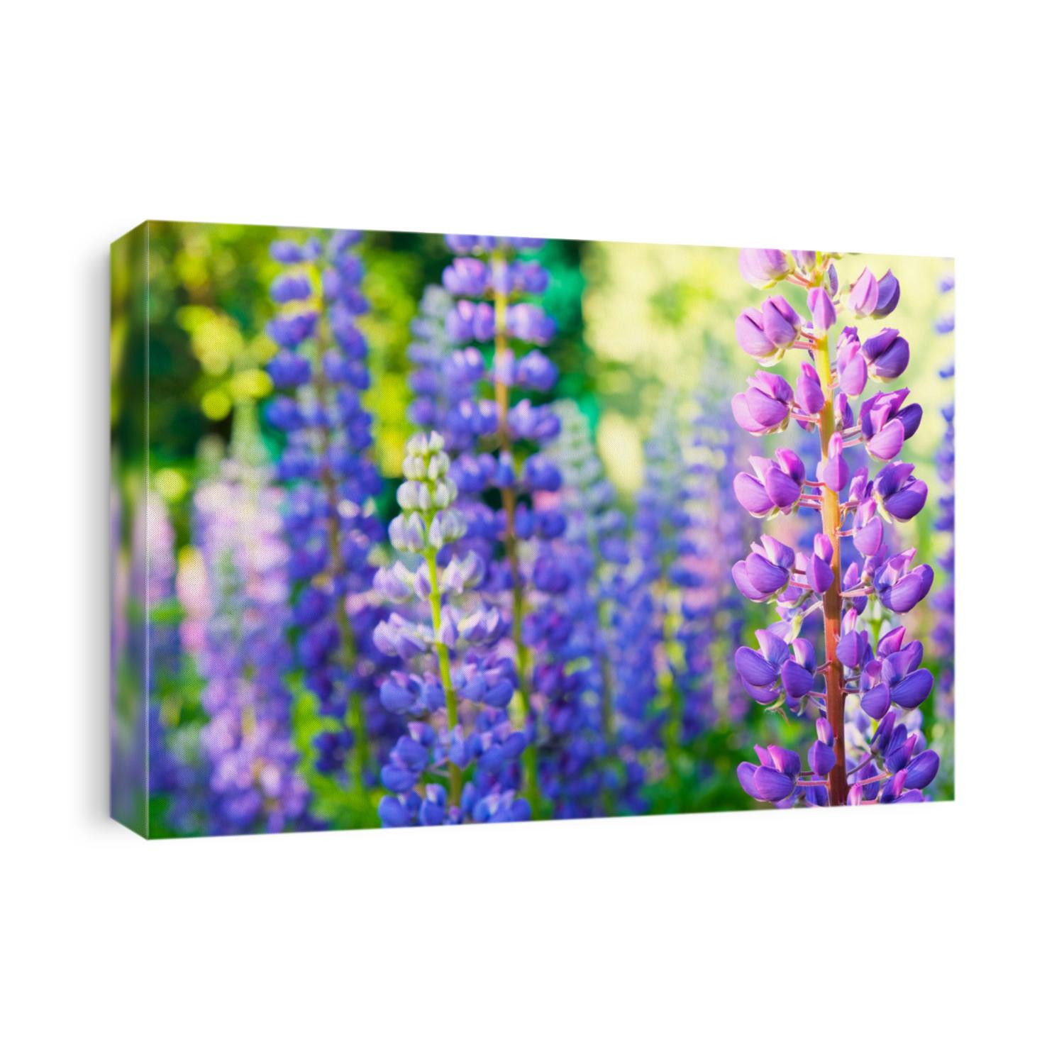 A field of blooming lupine flowers. Sunlight shines on plants. Violet summer flowers, blurred background.