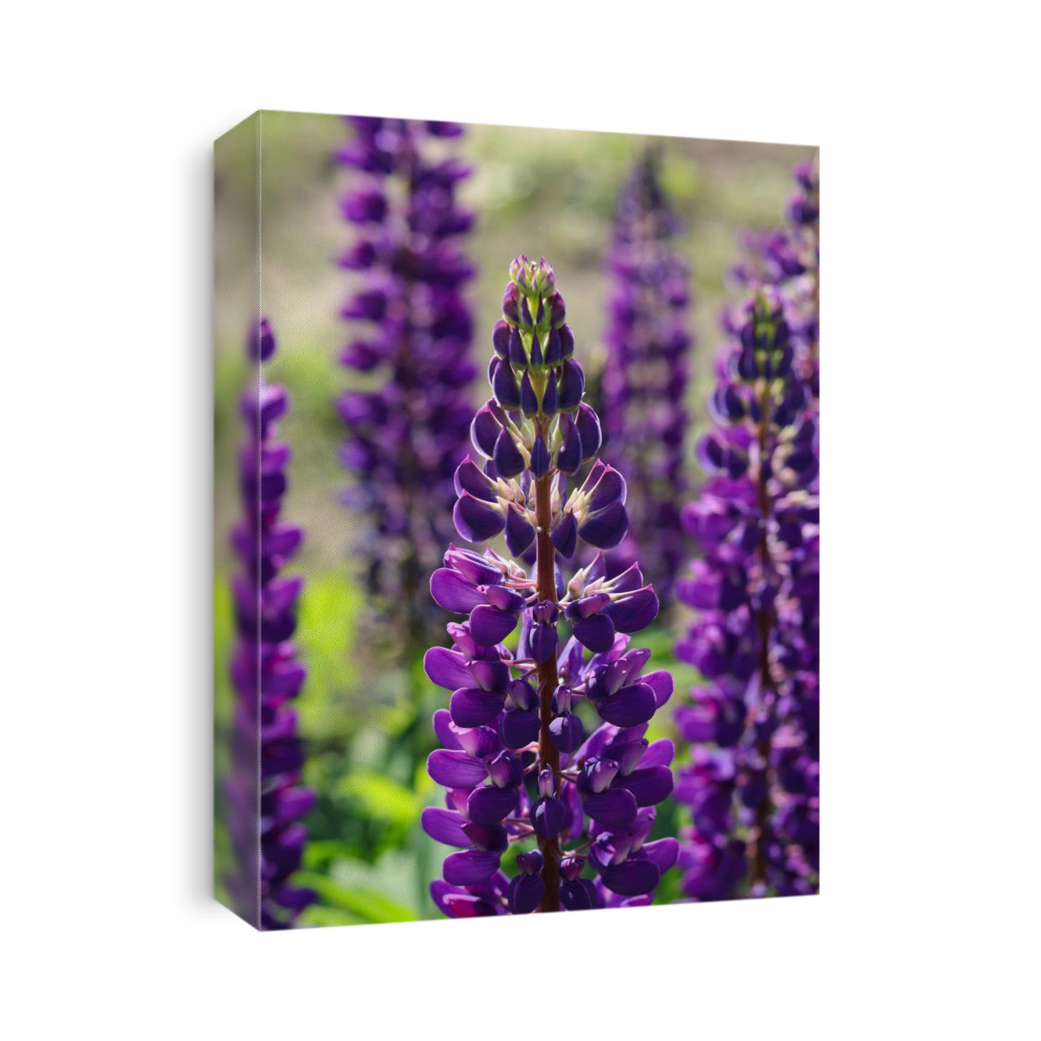 Purple lupin flowers blooms in the field.Bunch of lupines summer flower background. Violet spring and summer flower. Pink flowers 
 lupine a dark green background. Lupinus. Fabaceae Family. 