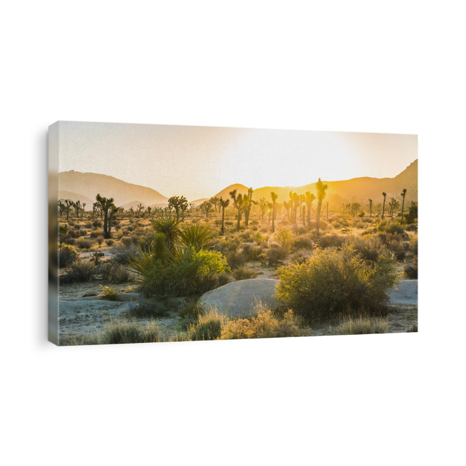 Joshua tree national park at sunset,California,usa.