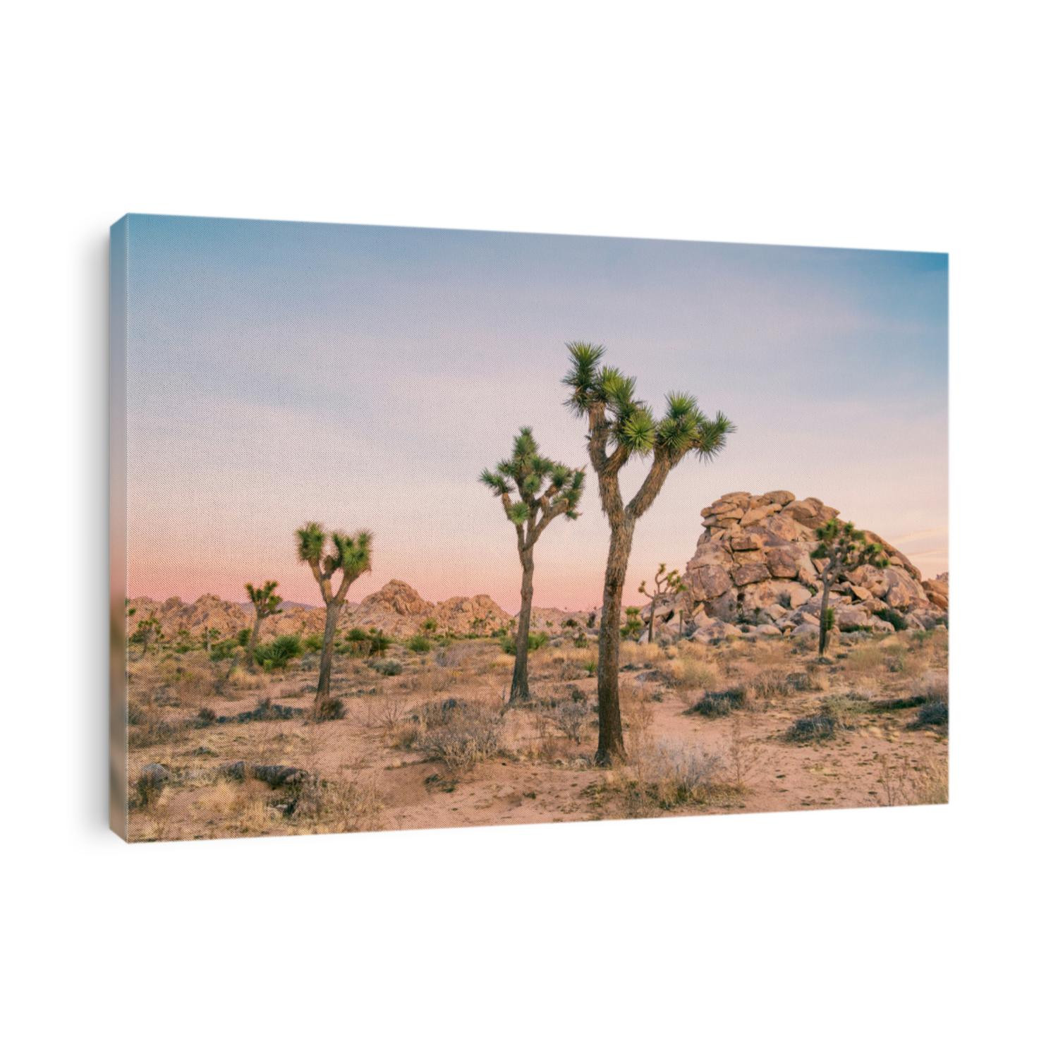 Joshua Tree Landscape