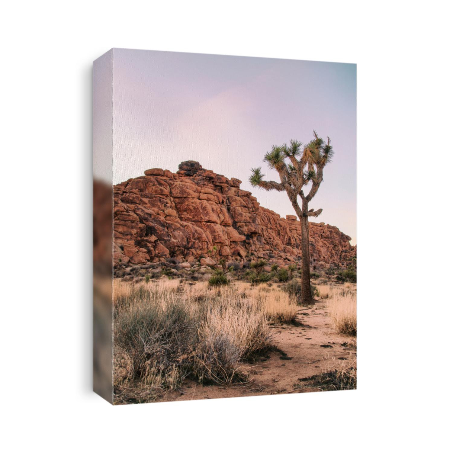 Joshua Tree Desert Landscape