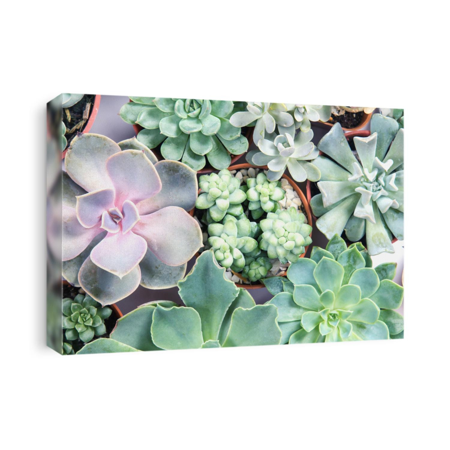 arrangement of the succulents or cactus succulents , overhead or top view