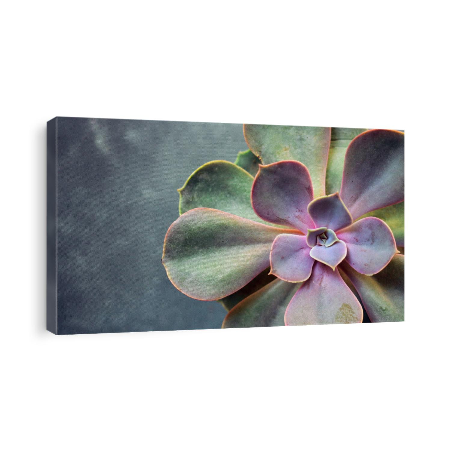 Succulent Echeveria Perle von Nürnberg. Evergreen succulent perennials or subshrubs with rosettes of colourful, fleshy leaves and racemes or panicles of urn-shaped flowers